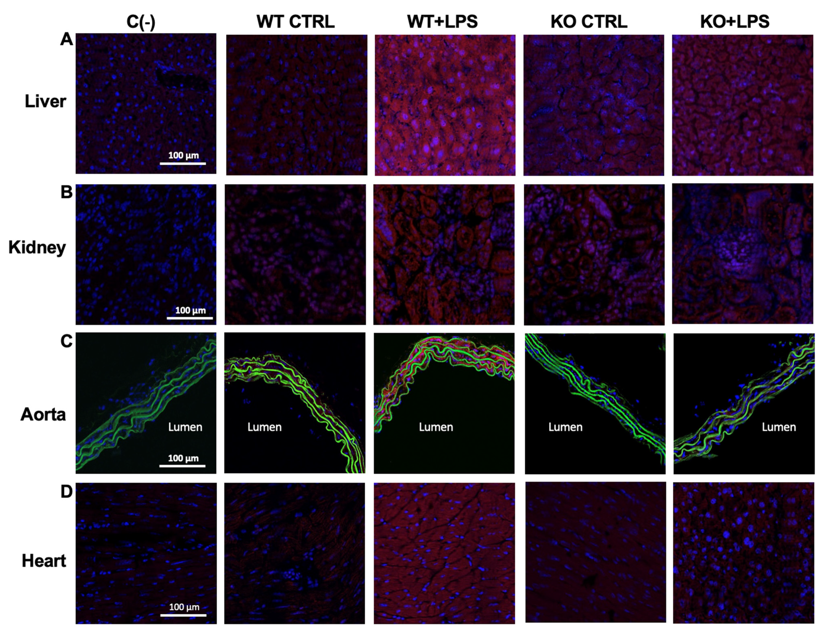 Cells 10 00435 g008 Cells 10 00435 g008