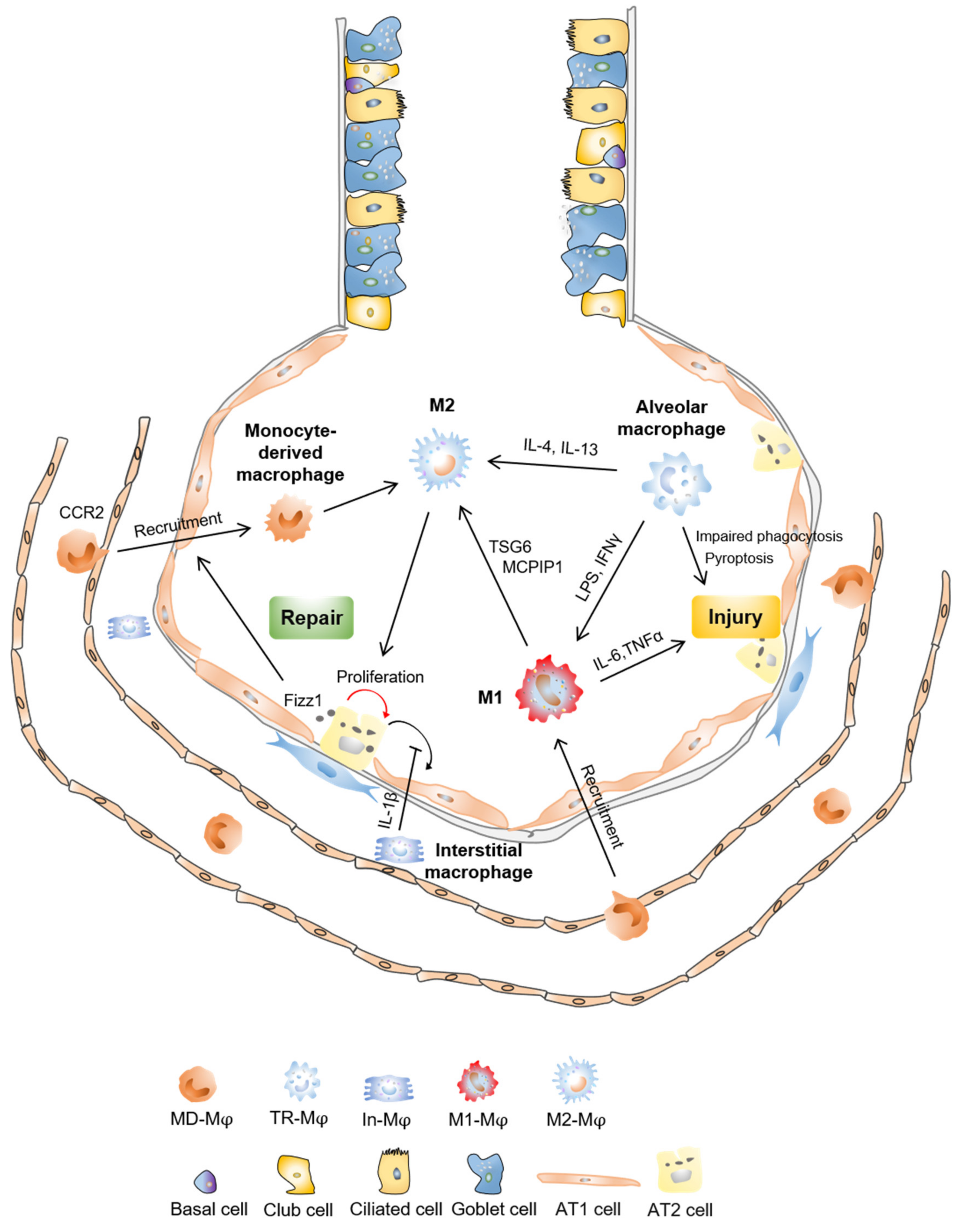 Cells Free Full Text Macrophages In Lung Injury Repair And Fibrosis