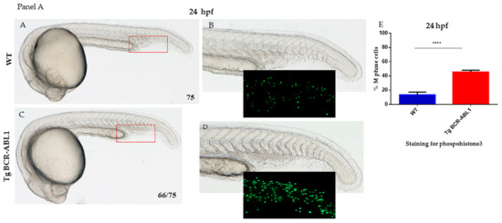 posterior blood island zebrafish posterior blood island zebrafish