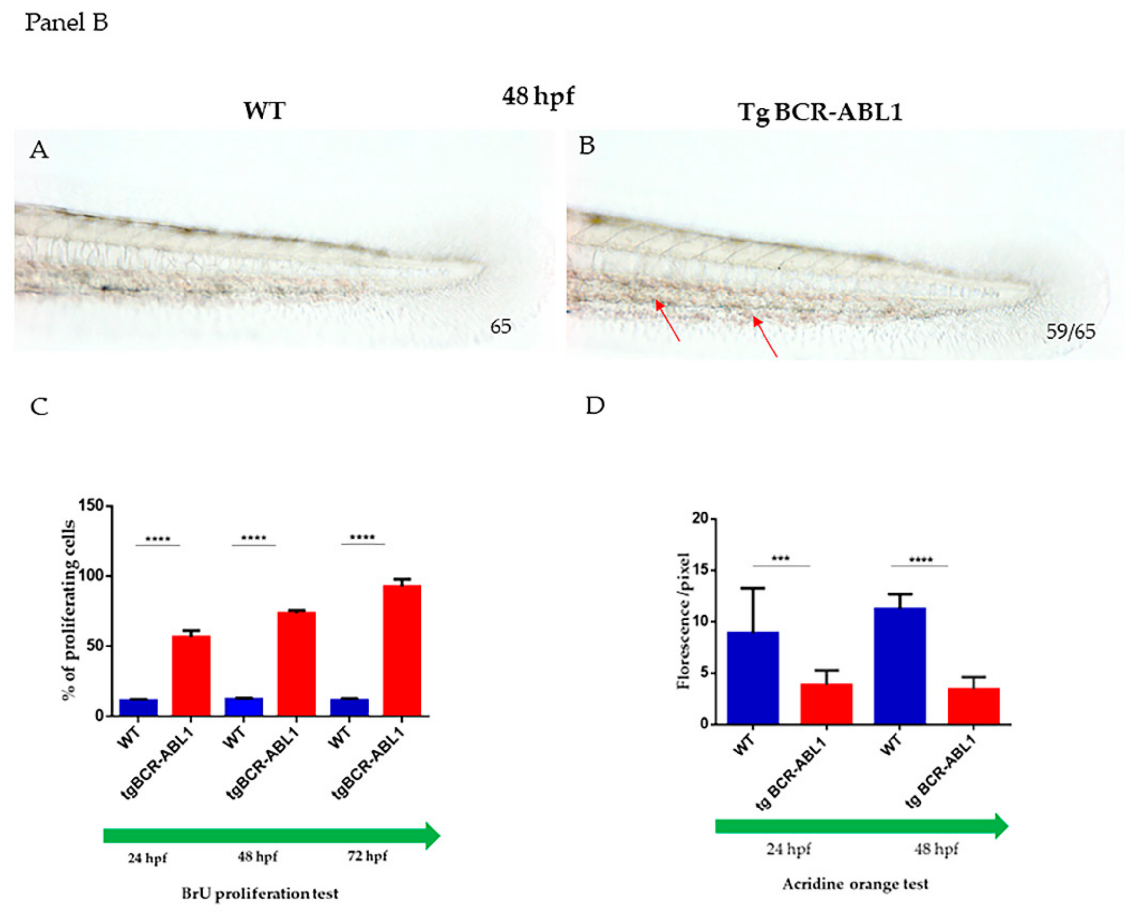 posterior blood island zebrafish