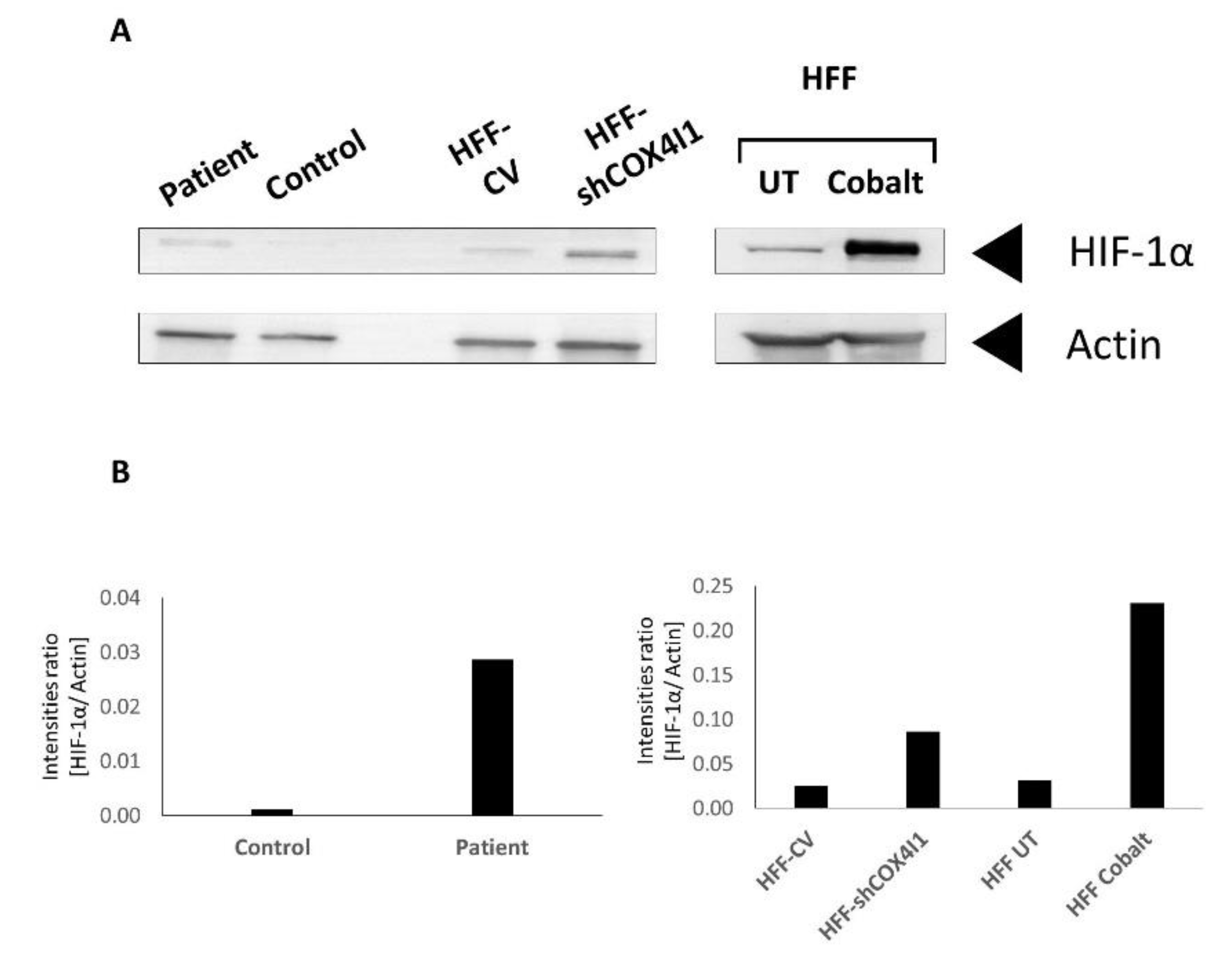 Cells 10 00452 g004 Cells 10 00452 g004