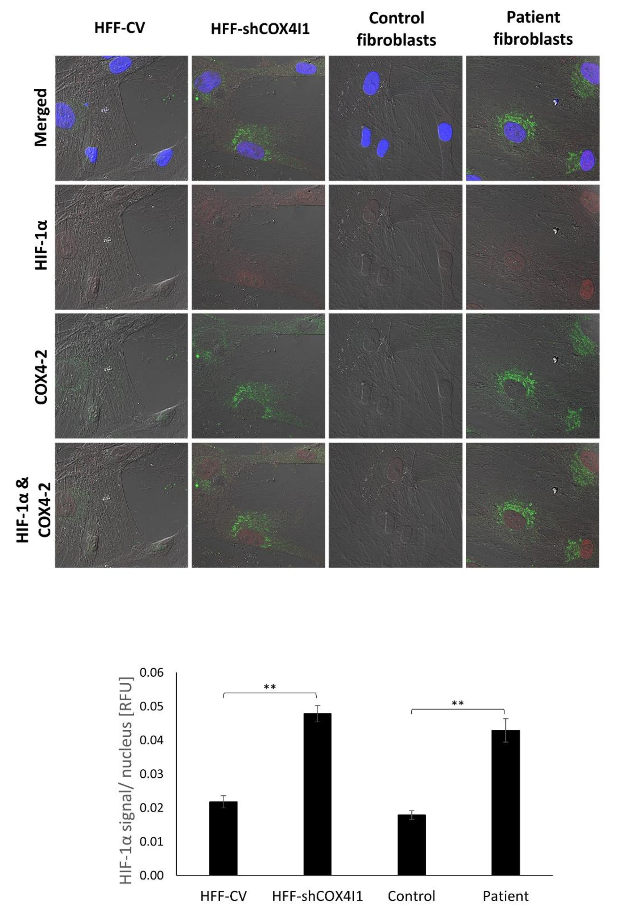 Cells 10 00452 g005 Cells 10 00452 g005