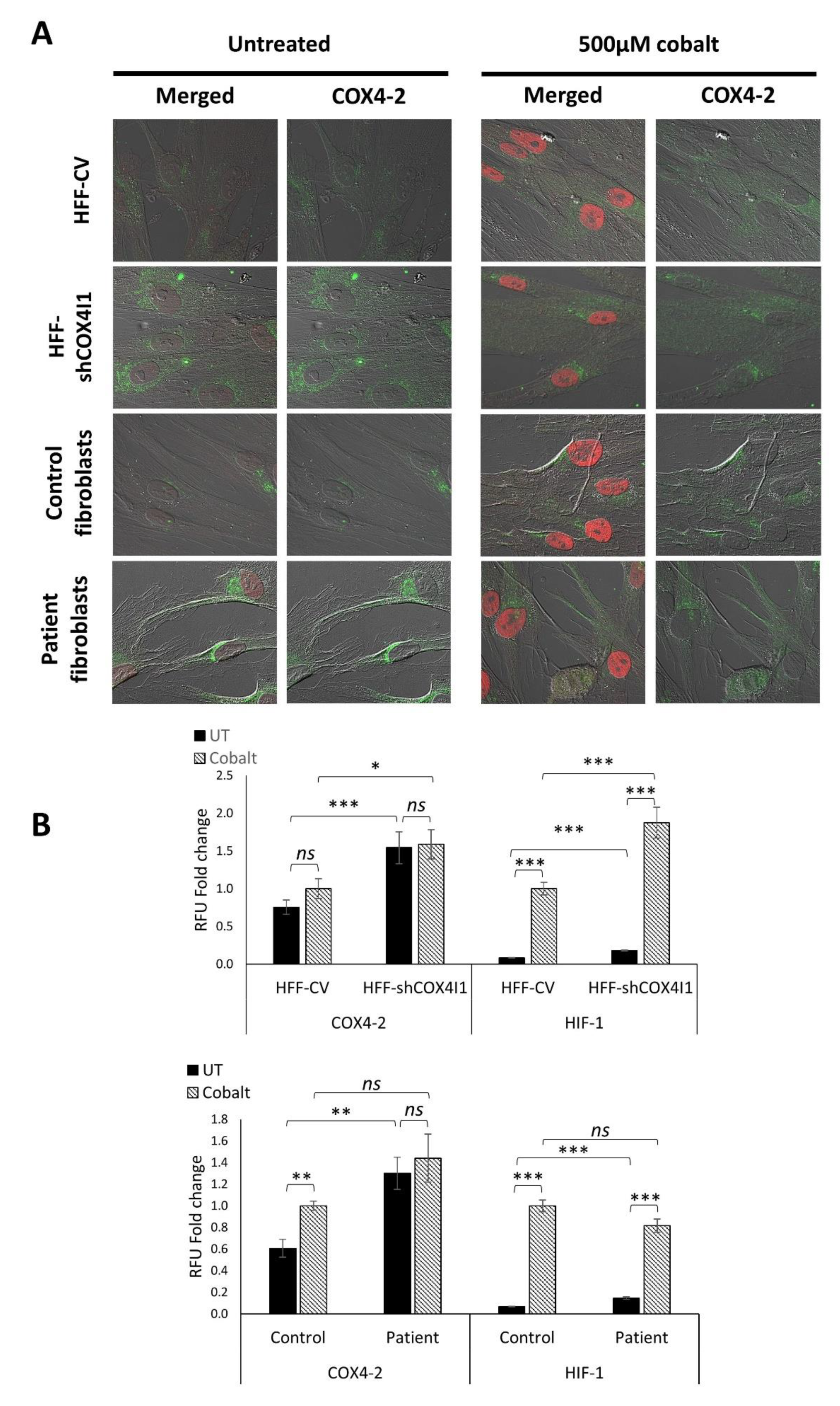 Cells 10 00452 g006 Cells 10 00452 g006