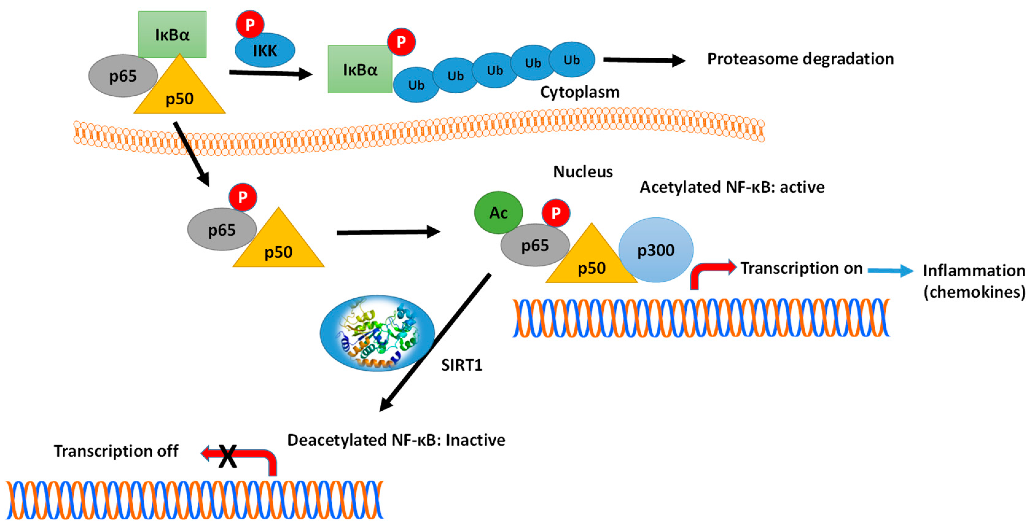 Cells 10 00460 g008 Cells 10 00460 g008