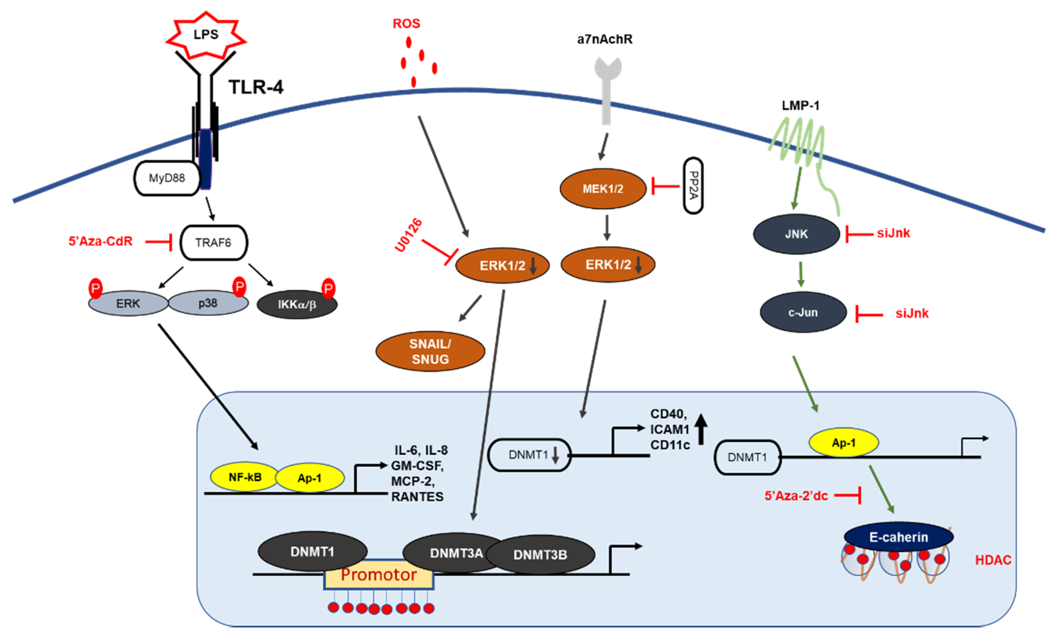 Cells Free Full Text Dna Or Protein Methylation Dependent Regulation Of Activator Protein 1 Function Html Cells Free Full Text Dna Or Protein Methylation Dependent Regulation Of Activator Protein 1 Function Html