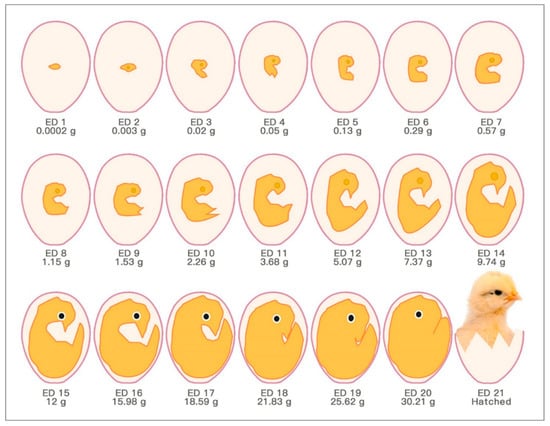 II. Understanding the Stages of Chick Development
