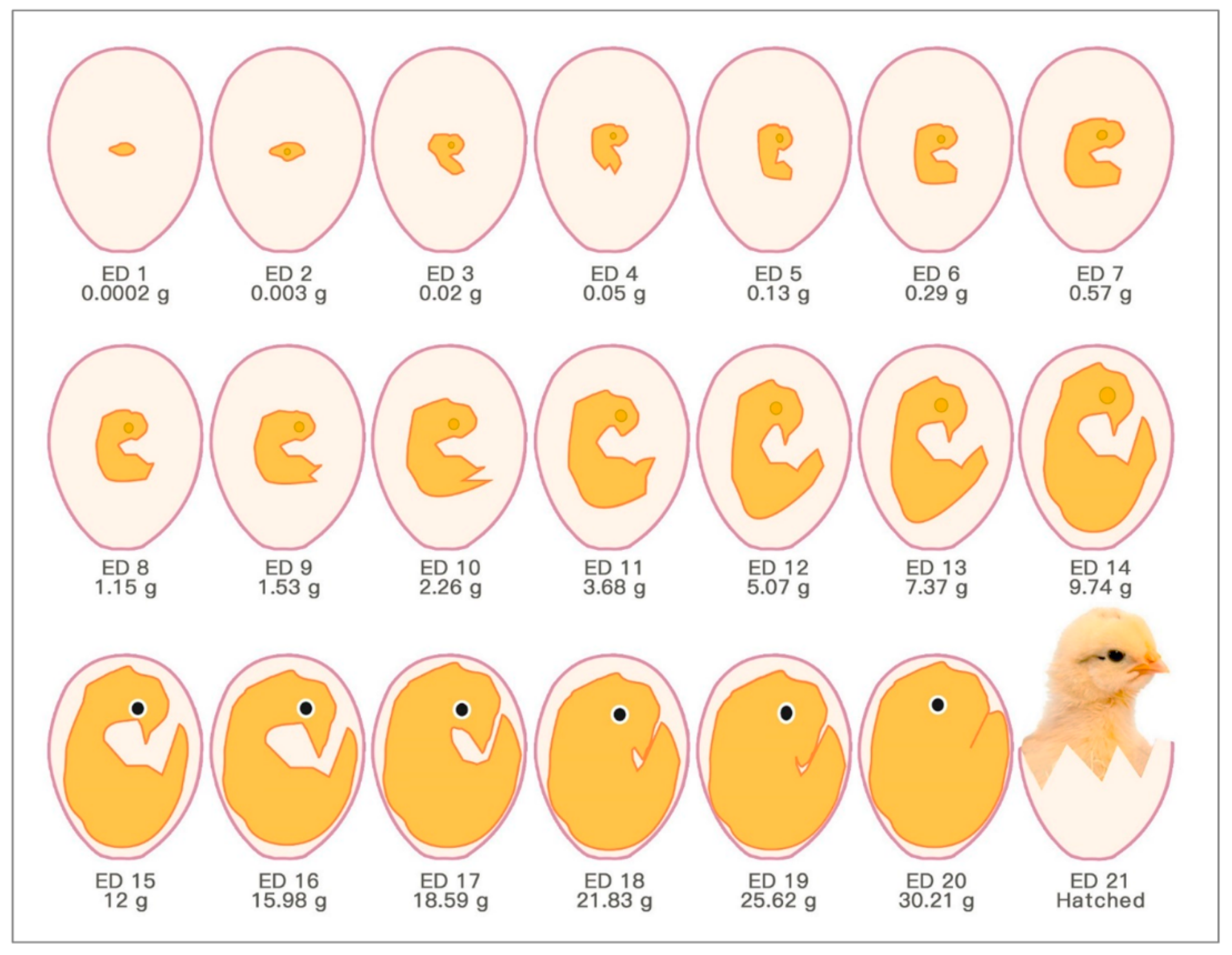 Ethical Analysis: Quick, Draw! by Google, by Noah Choi