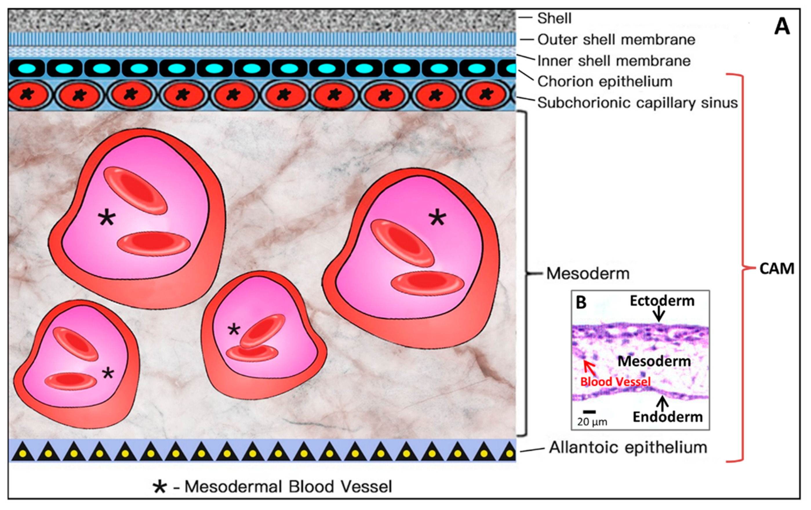 Cells 10 00463 g006 Cells 10 00463 g006