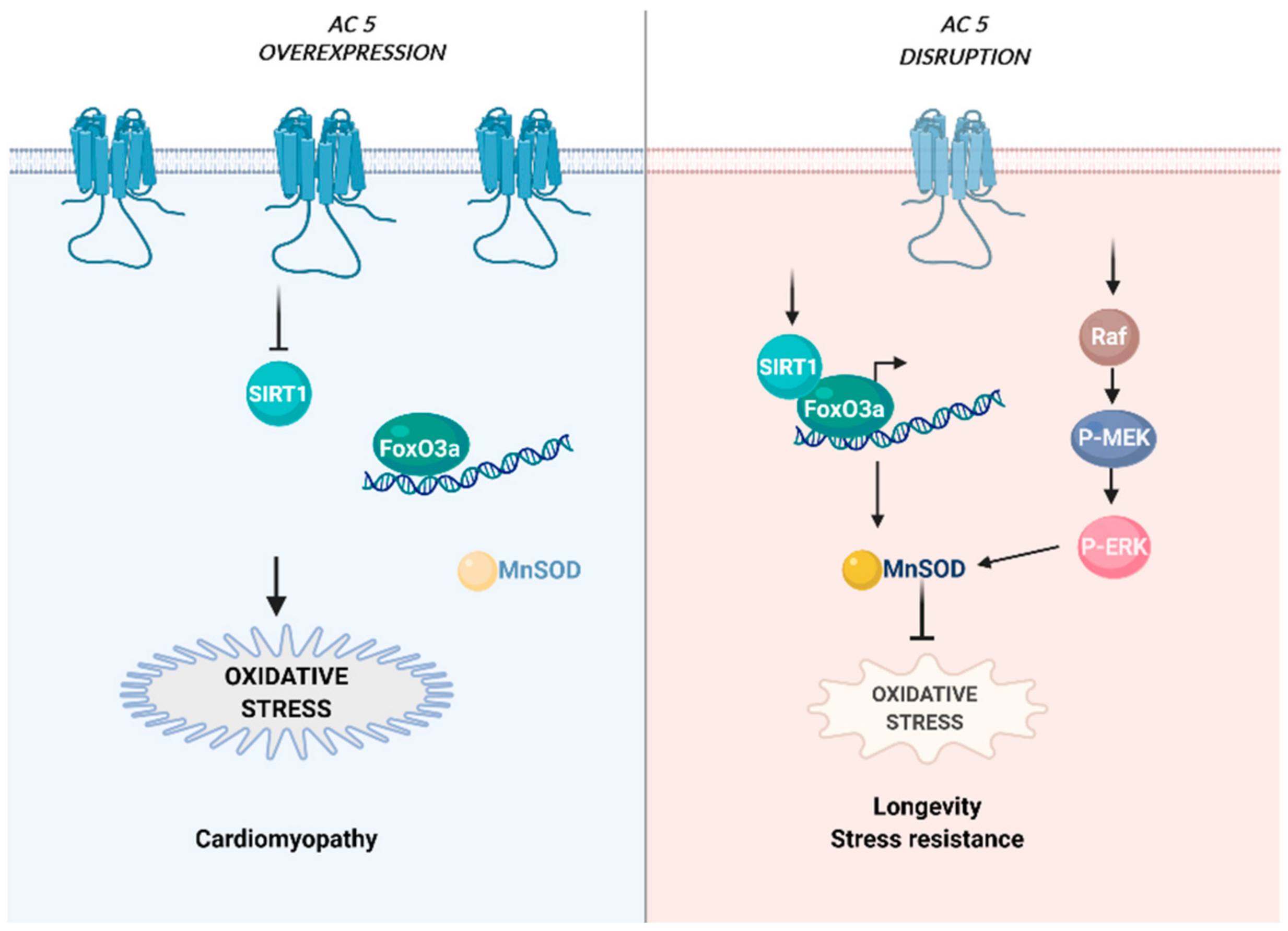 Cells 10 00464 g002 Cells 10 00464 g002