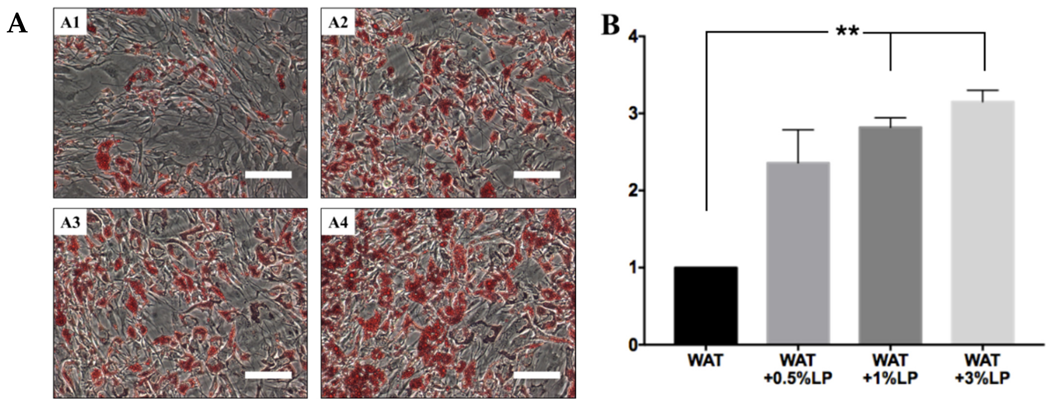 Cells Free Full Text Chemically Defined Xeno And Serum Free Cell Culture Medium To Grow Human Adipose Stem Cells Html
