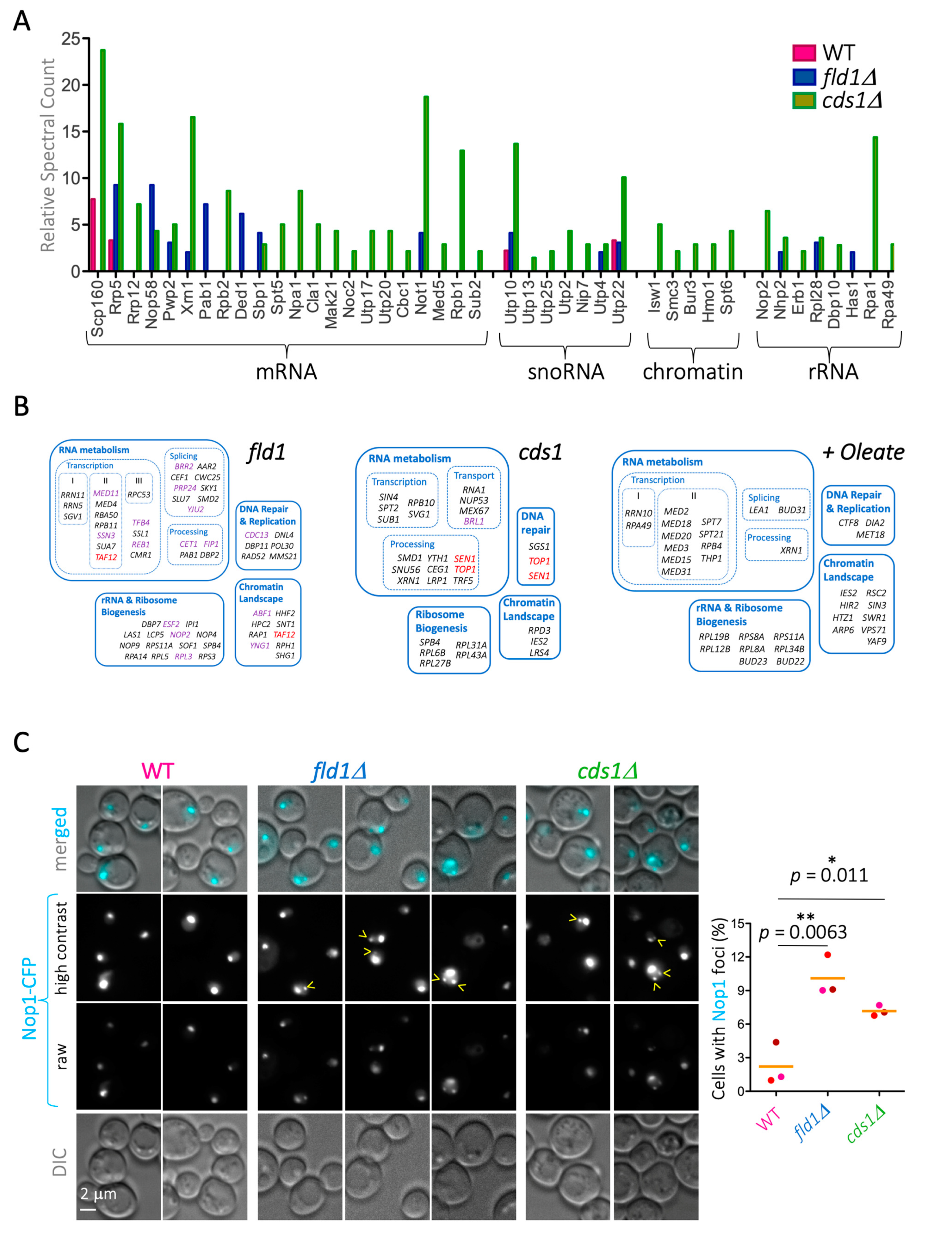 Cells 10 00472 g007 Cells 10 00472 g007