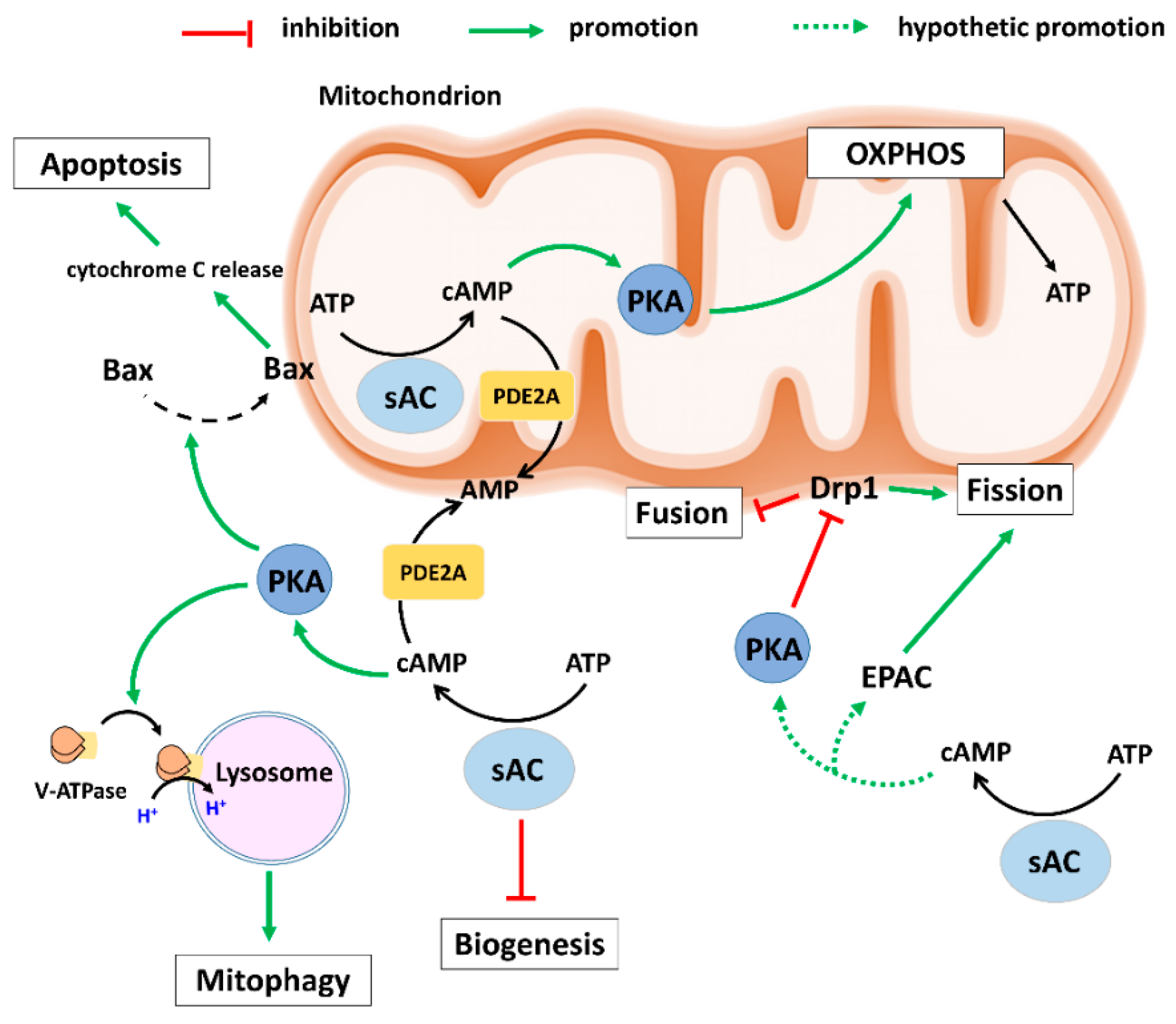 helix biogenesis anti aging