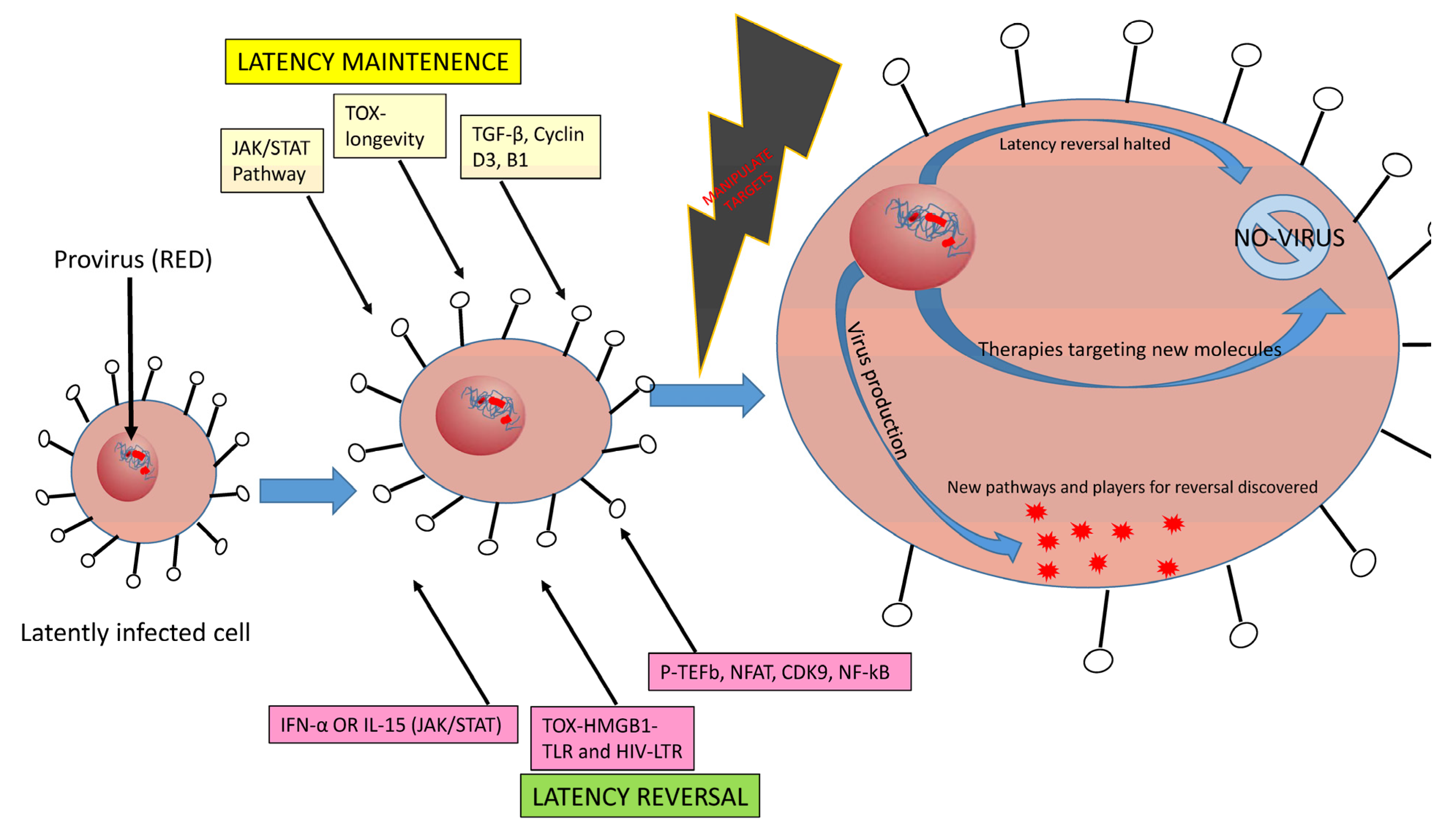 Cells Free Full Text Hiv 1 Latency And Viral Reservoirs Existing Reversal Approaches And Potential Technologies Targets And Pathways Involved In Hiv Latency Studies Html