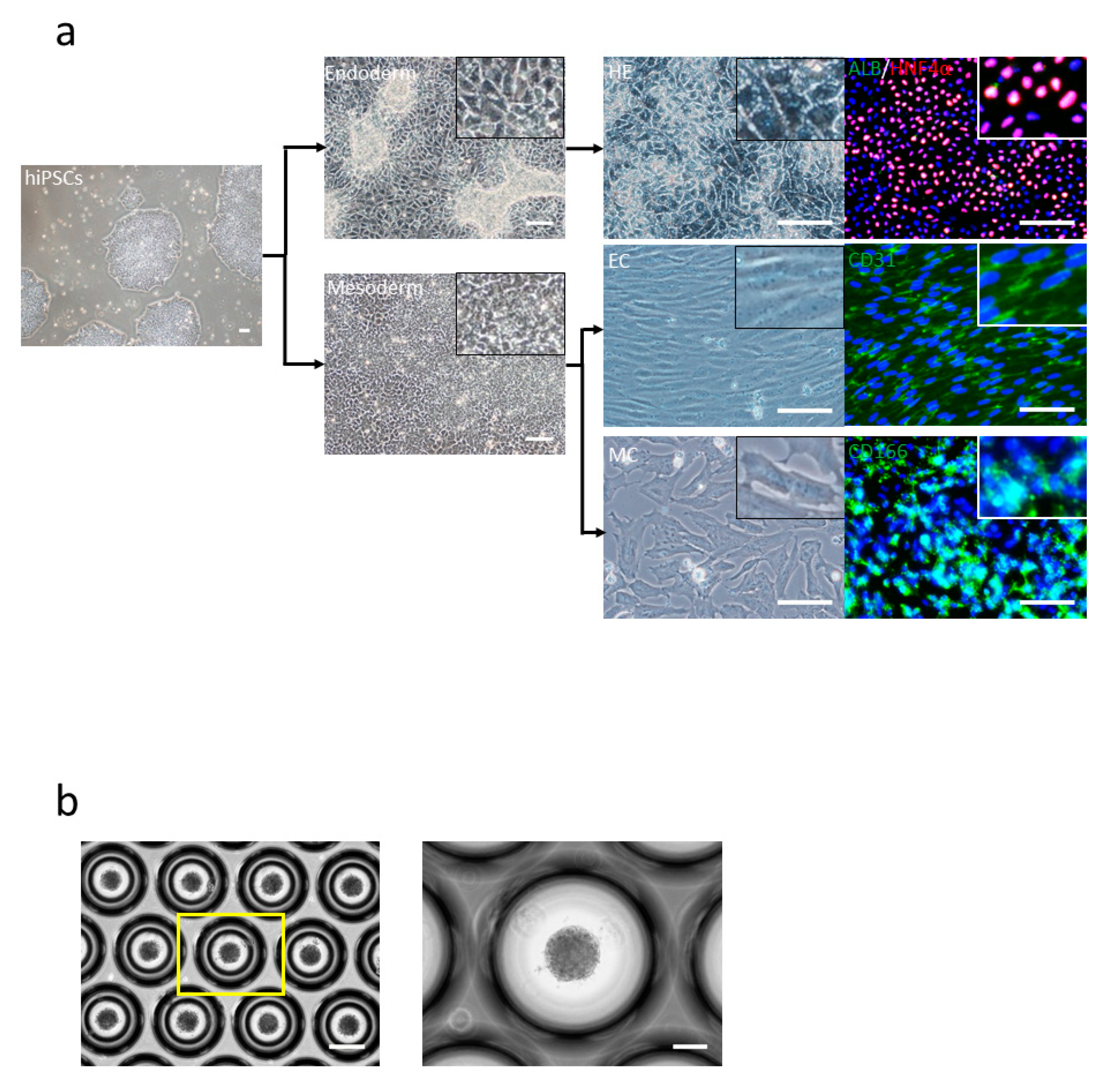 Cells 10 00476 g001 Cells 10 00476 g001