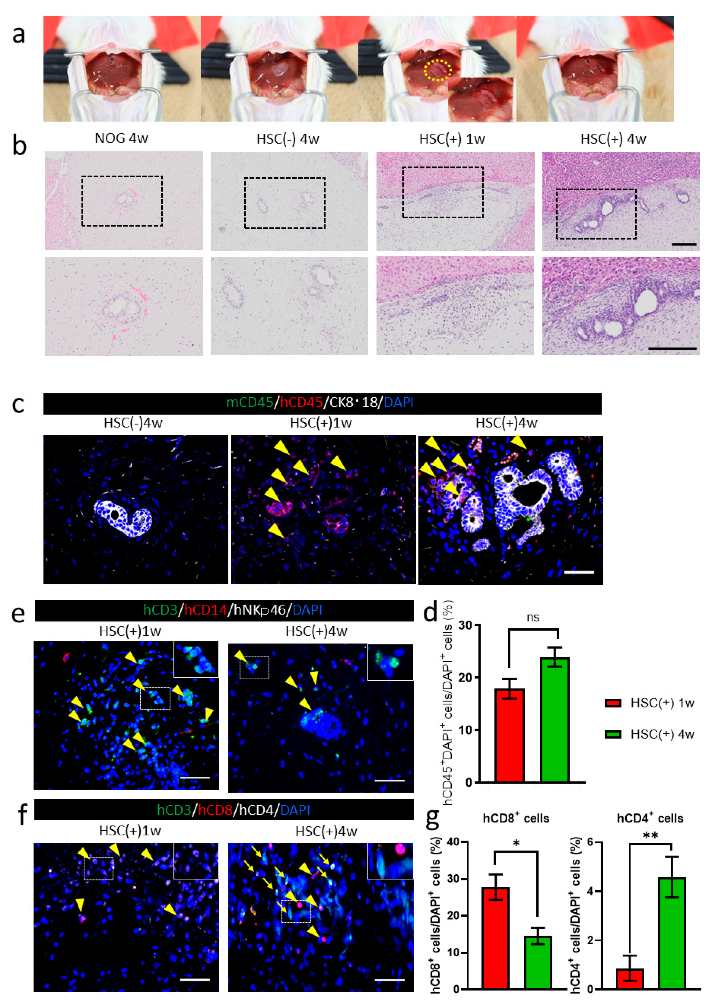 Cells 10 00476 g003 Cells 10 00476 g003