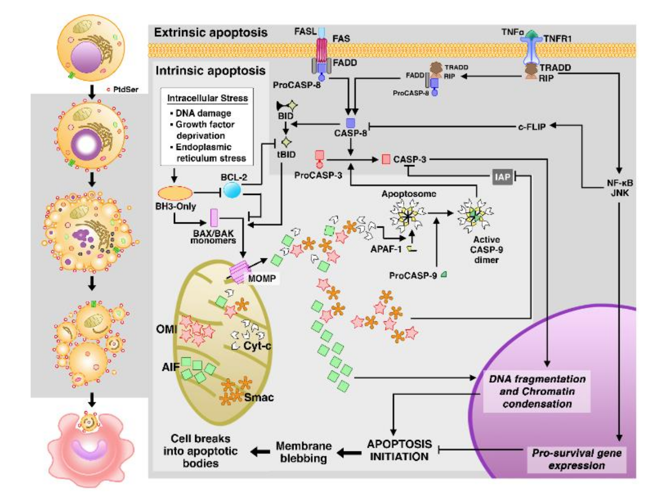 Cells 10 00479 g001 Cells 10 00479 g001