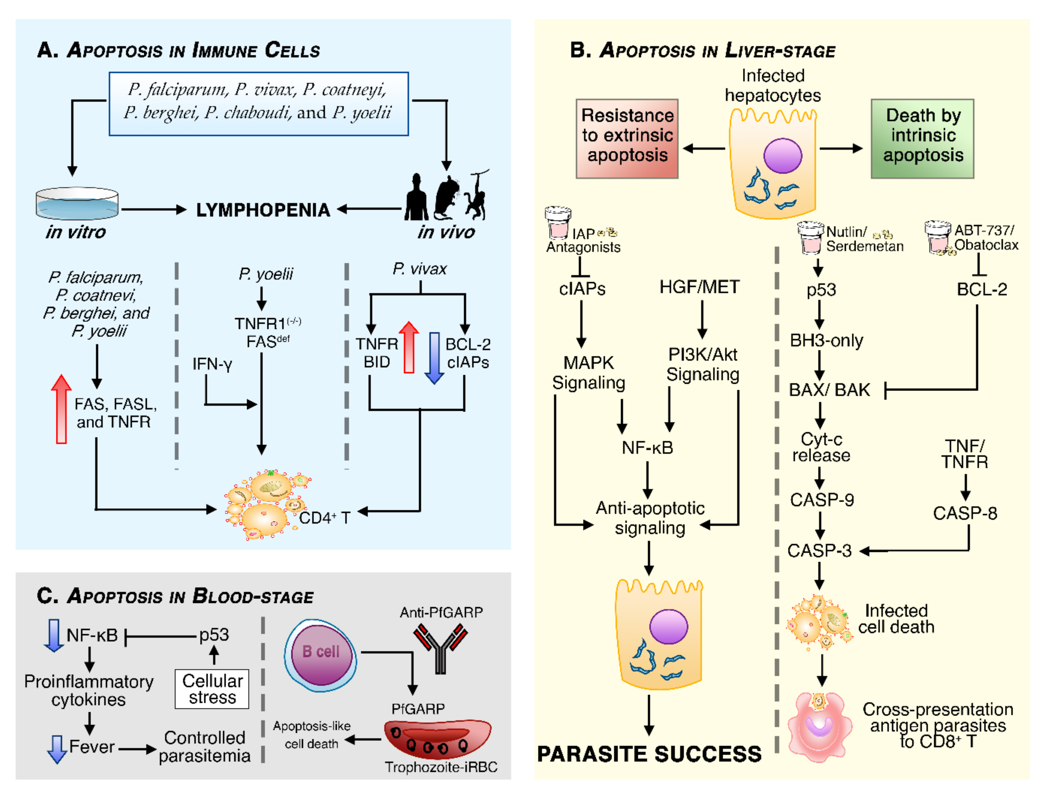 Cells 10 00479 g002 Cells 10 00479 g002