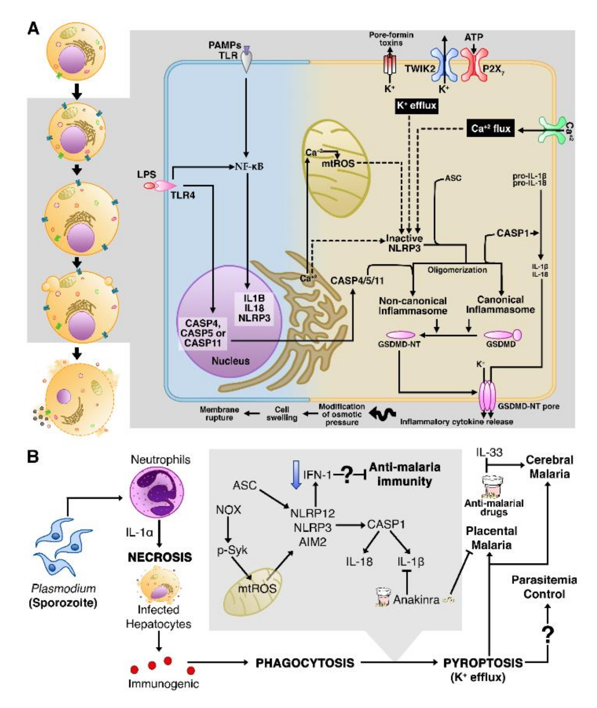 Cells 10 00479 g004 Cells 10 00479 g004