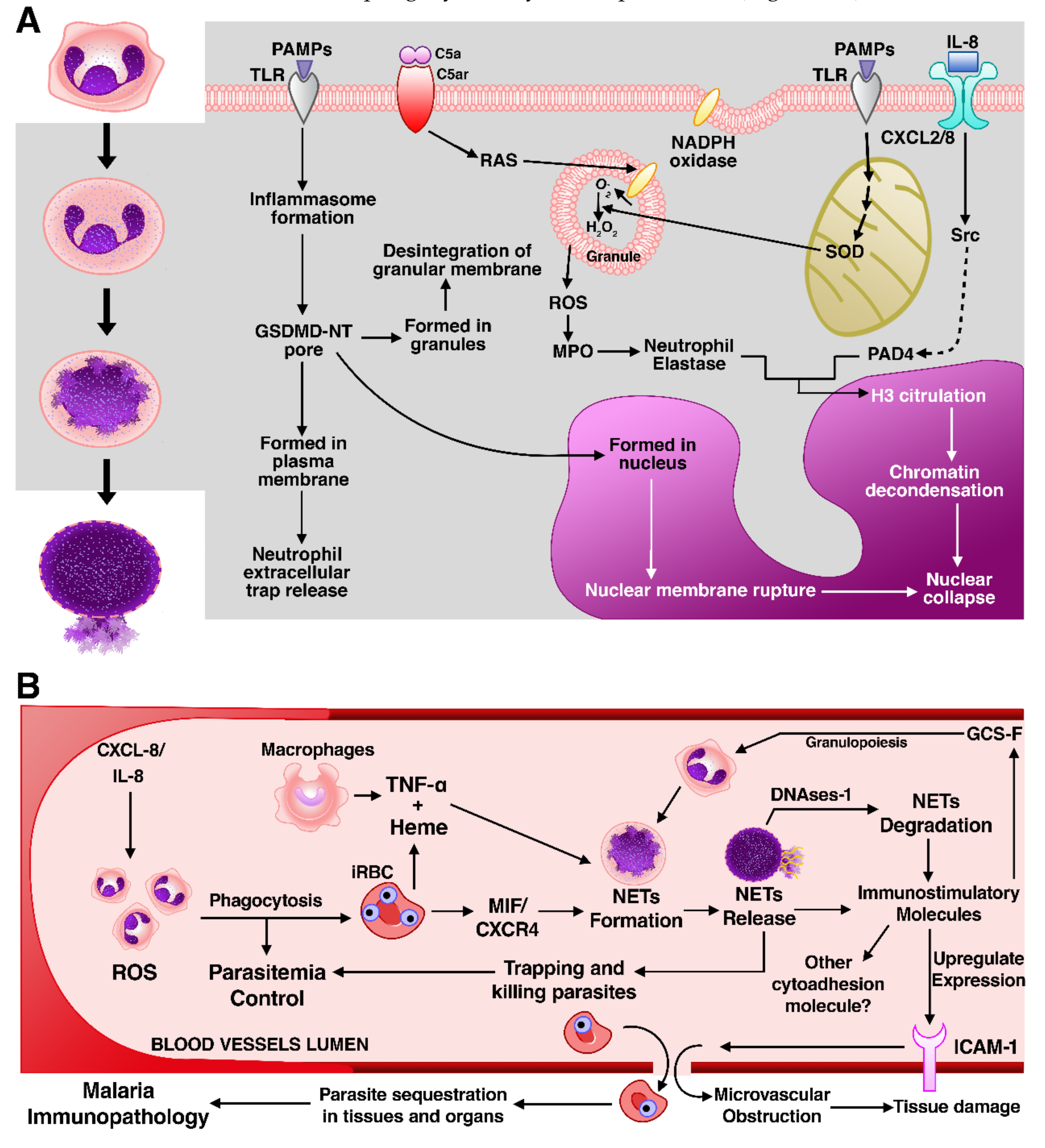 Cells 10 00479 g005 Cells 10 00479 g005