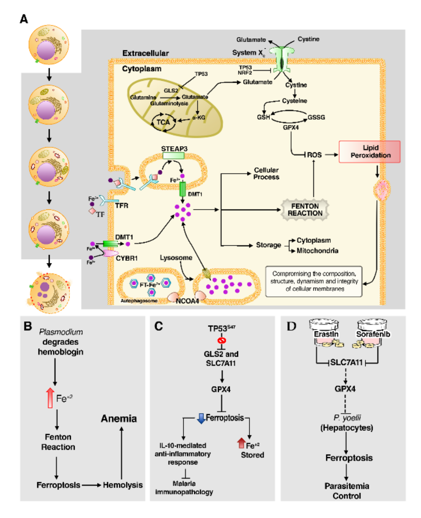 Cells 10 00479 g006 Cells 10 00479 g006
