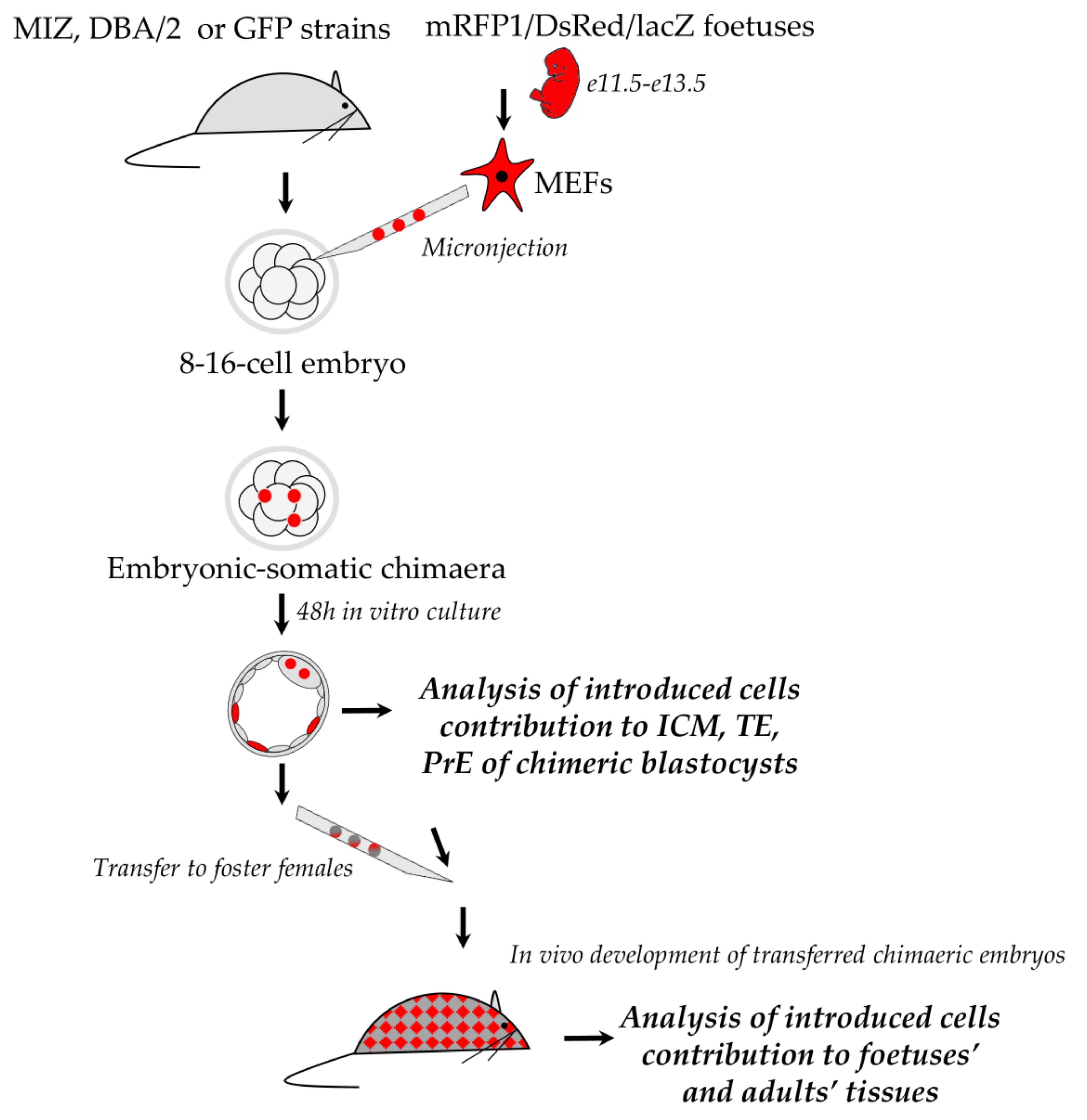 Cells 10 00490 g001 Cells 10 00490 g001