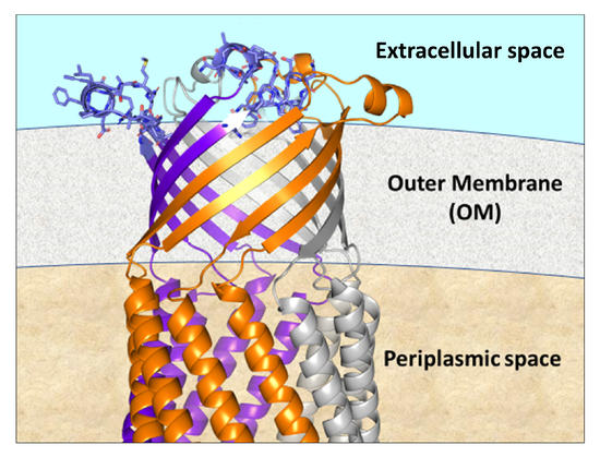 Cells Free Full-Text Thinking Outside the Bug Targeting Outer Membrane Proteins for Burkholderia Vaccines picture