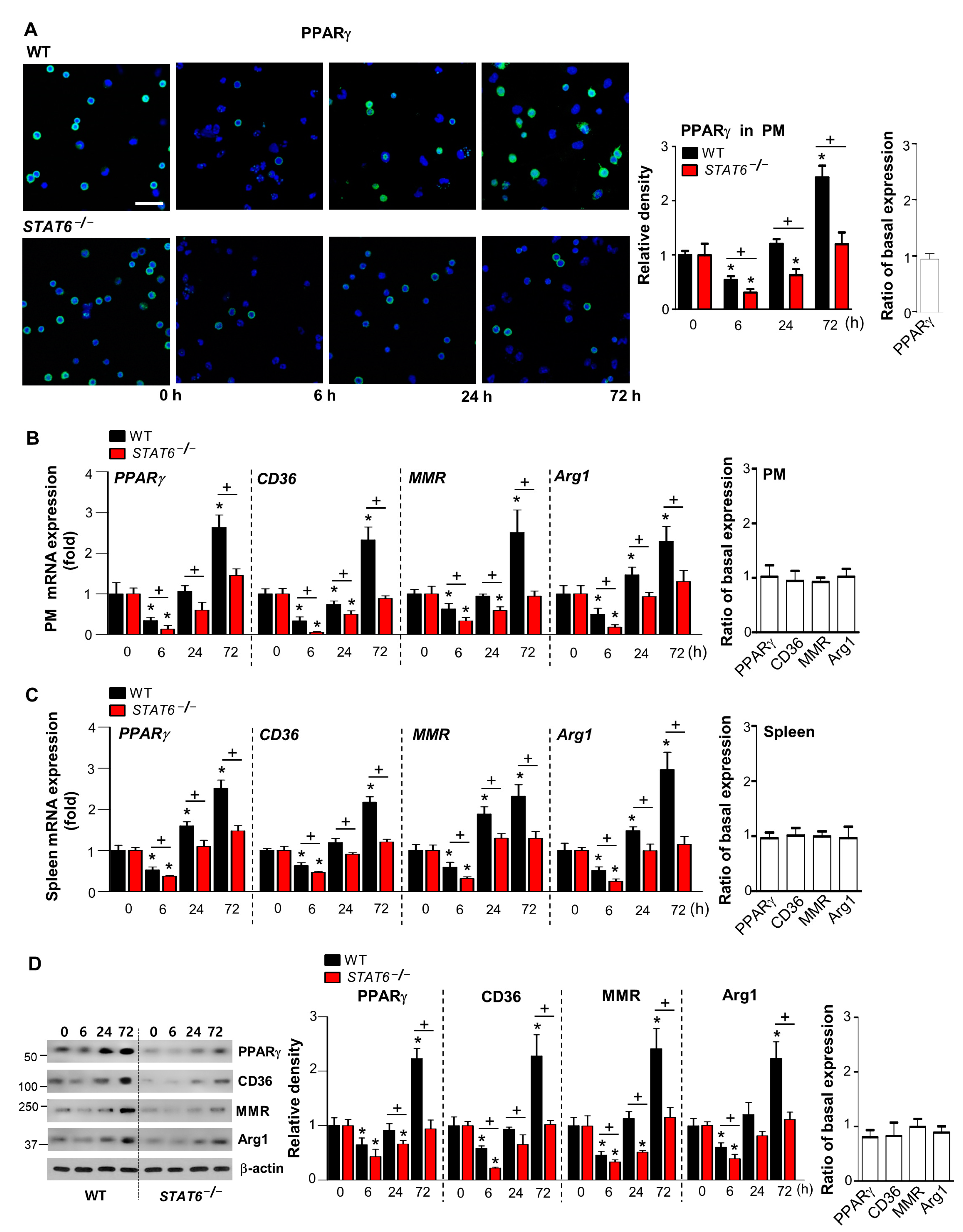 Cells 10 00501 g003 Cells 10 00501 g003