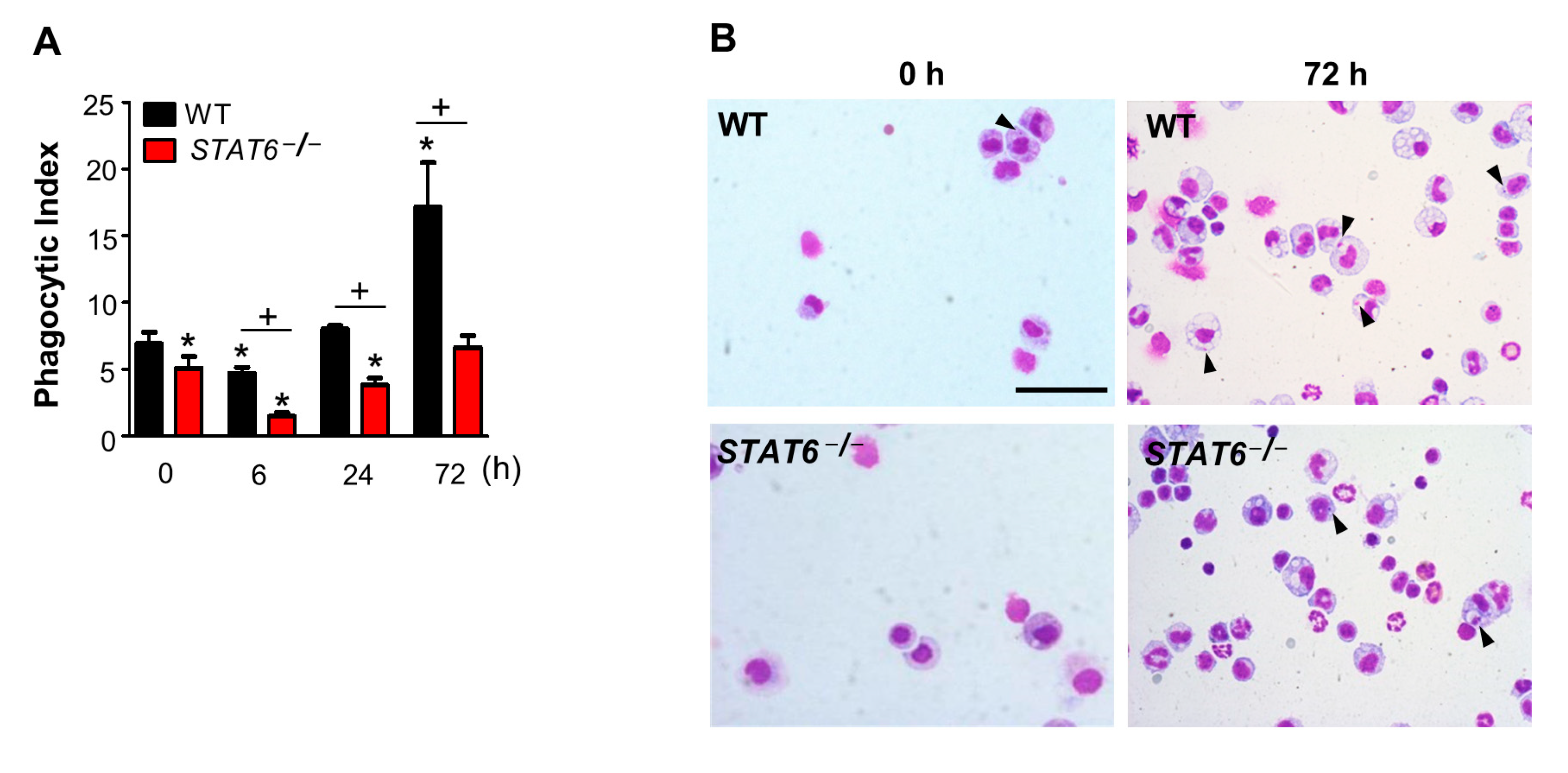 Cells 10 00501 g004 Cells 10 00501 g004