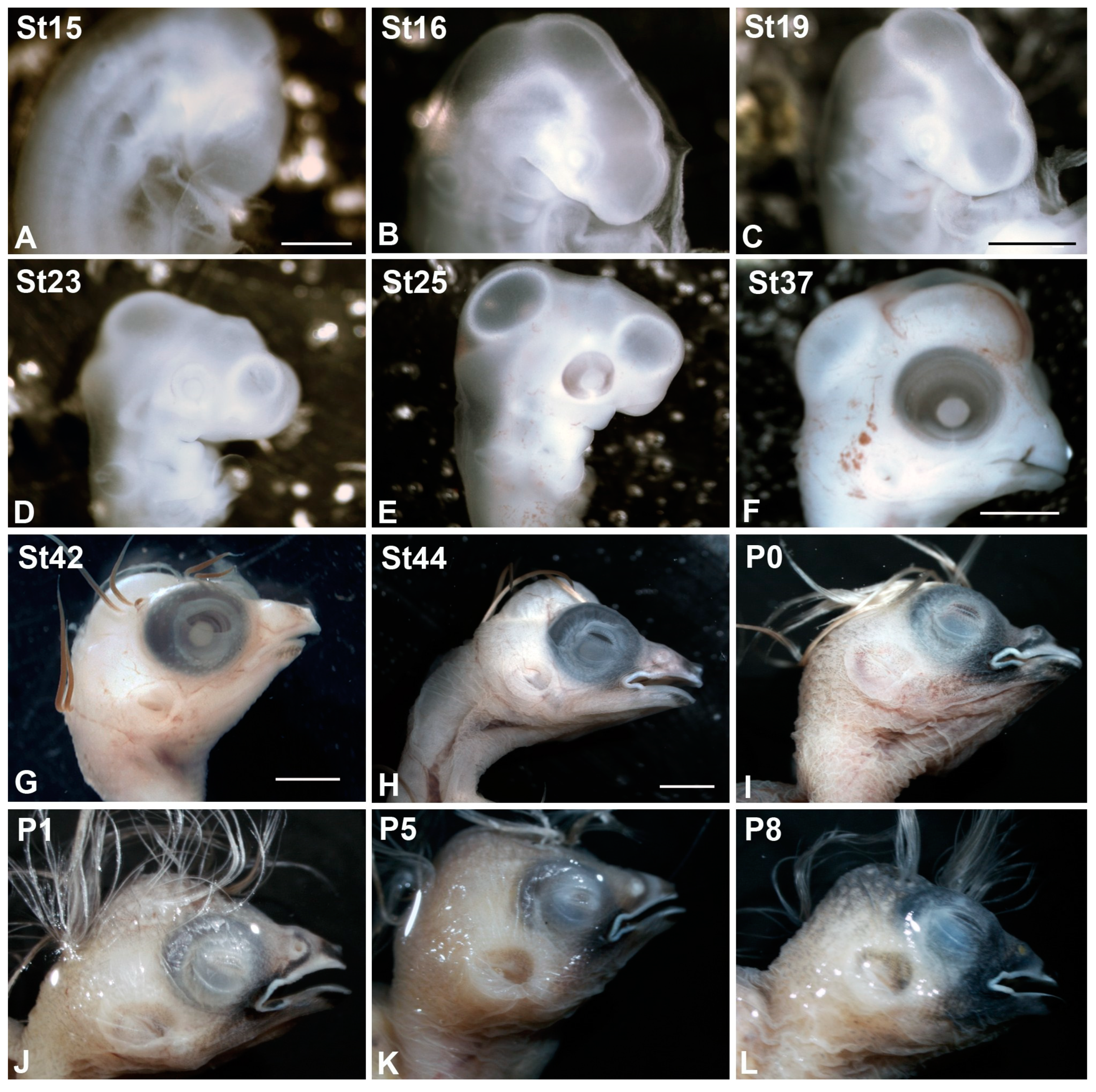 Cells 10 00504 g001 Cells 10 00504 g001