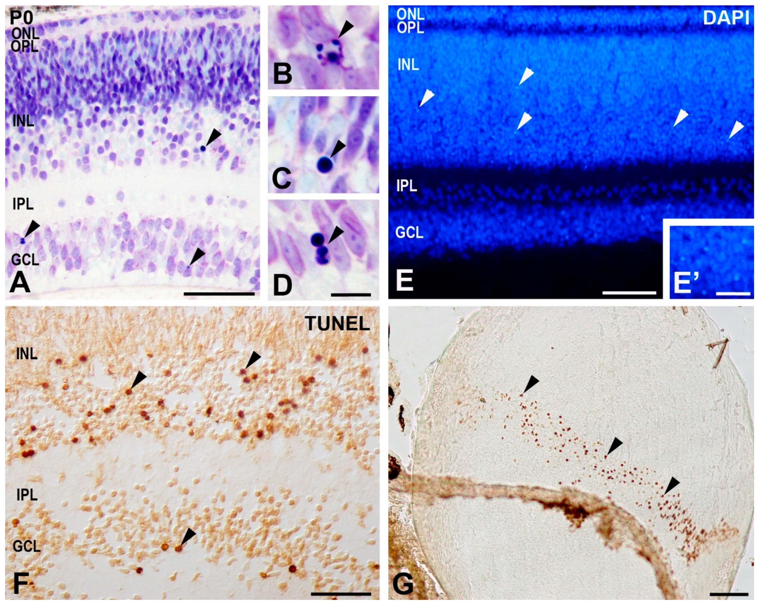 Cells 10 00504 g002 Cells 10 00504 g002