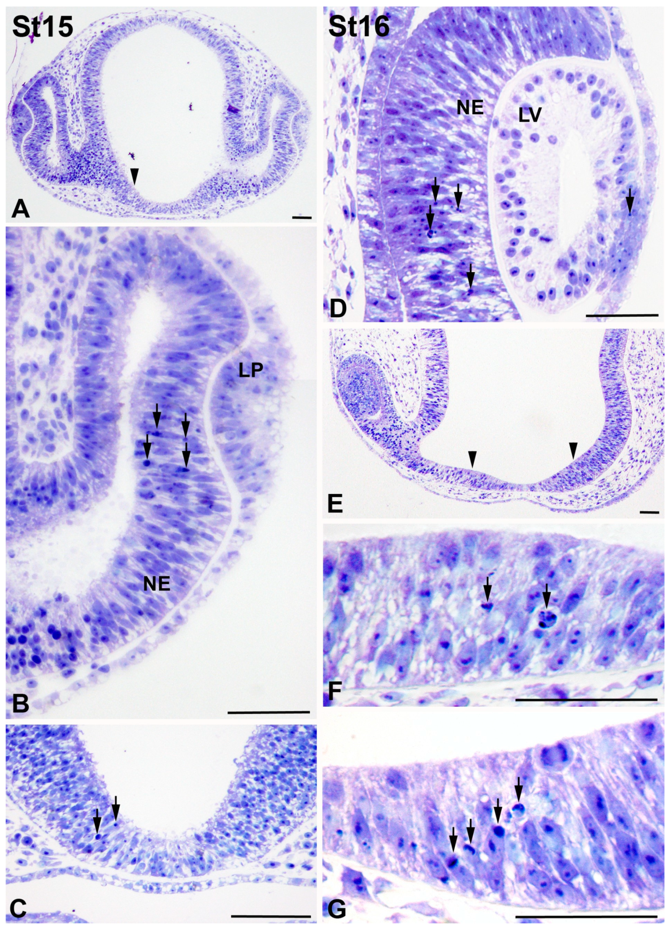 Cells 10 00504 g003 Cells 10 00504 g003