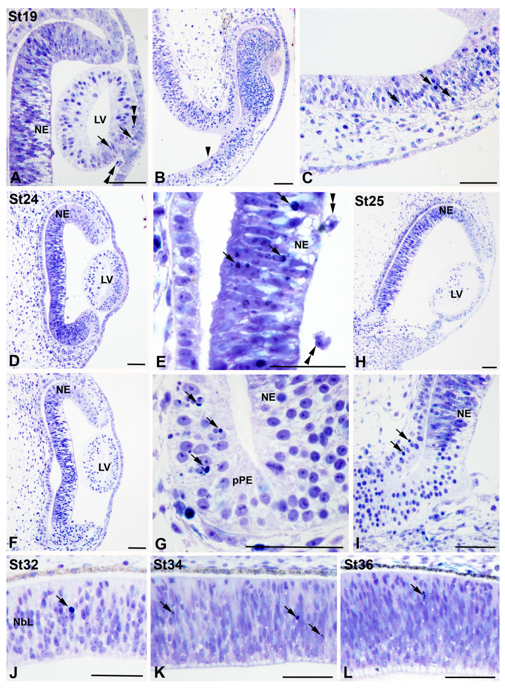 Cells 10 00504 g004 Cells 10 00504 g004