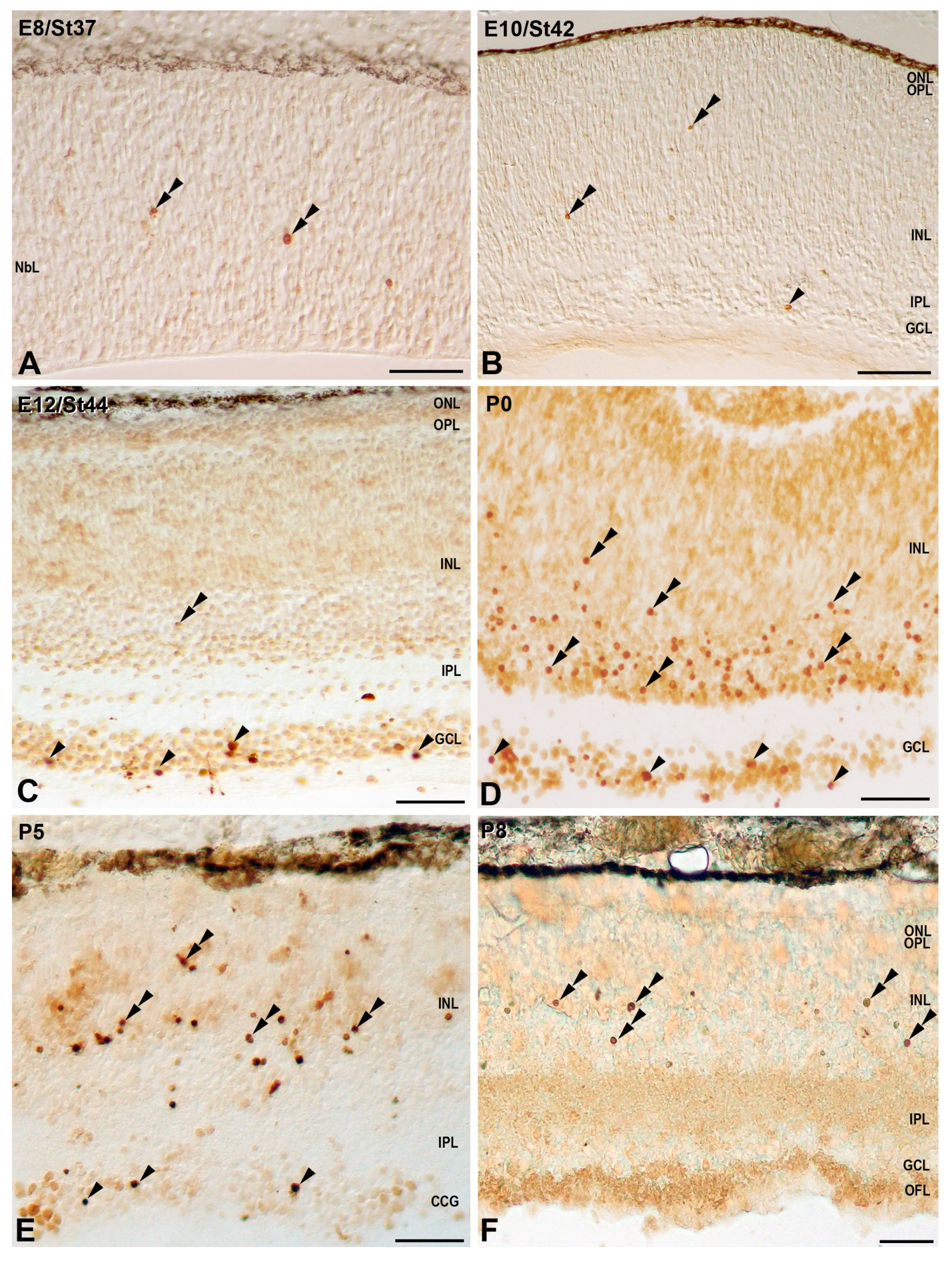Cells 10 00504 g005 Cells 10 00504 g005