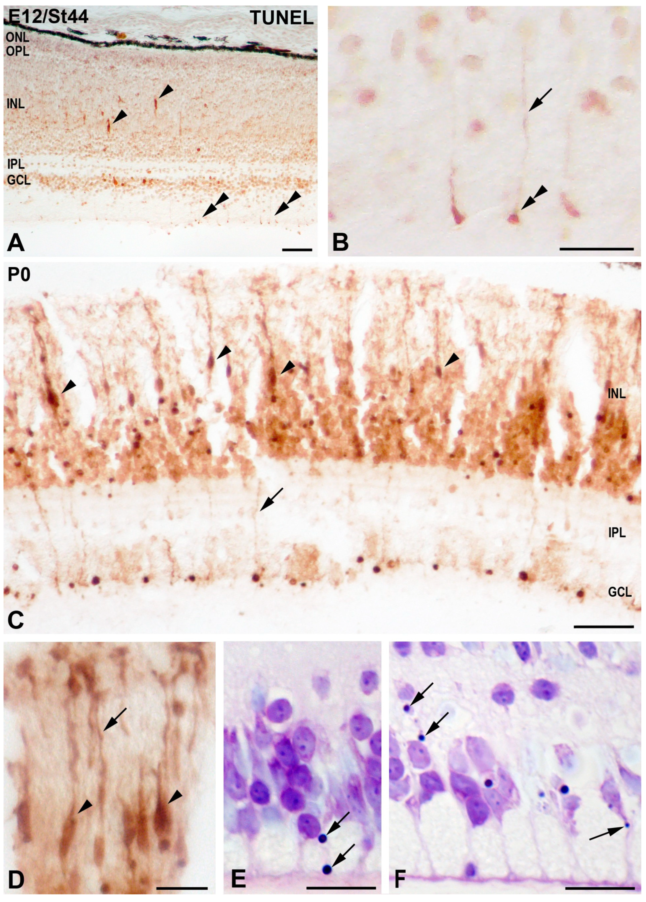 Cells 10 00504 g007 Cells 10 00504 g007