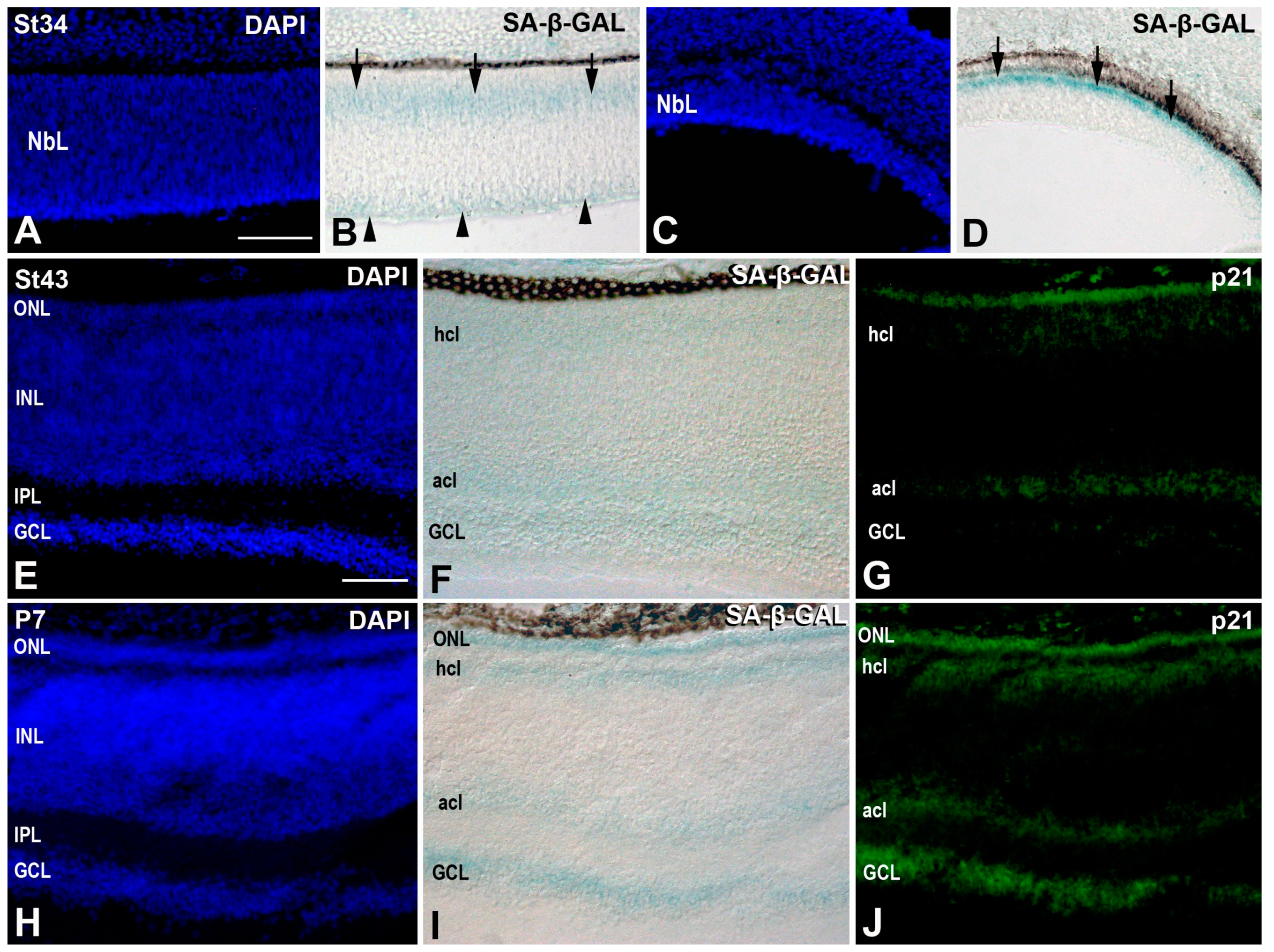 Cells 10 00504 g008 Cells 10 00504 g008