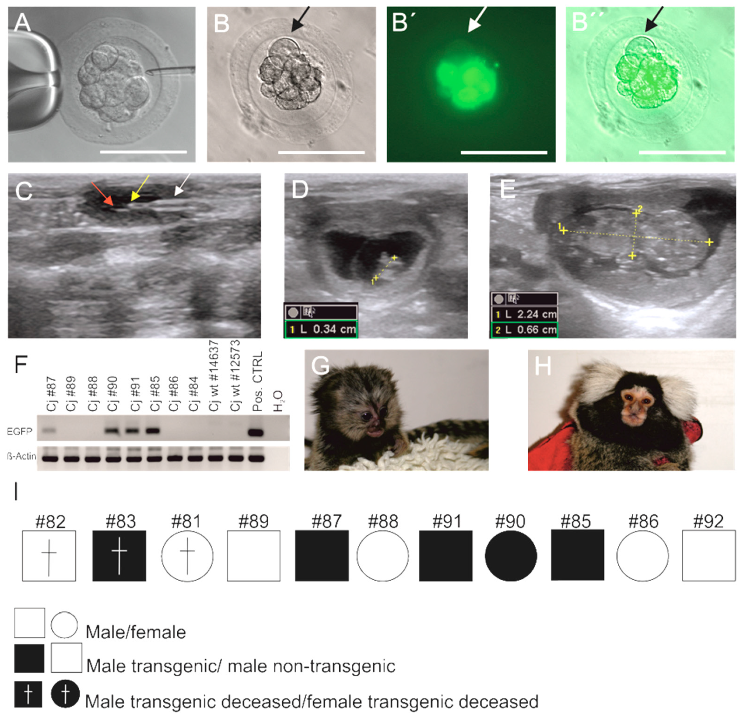 Cells 10 00505 g001