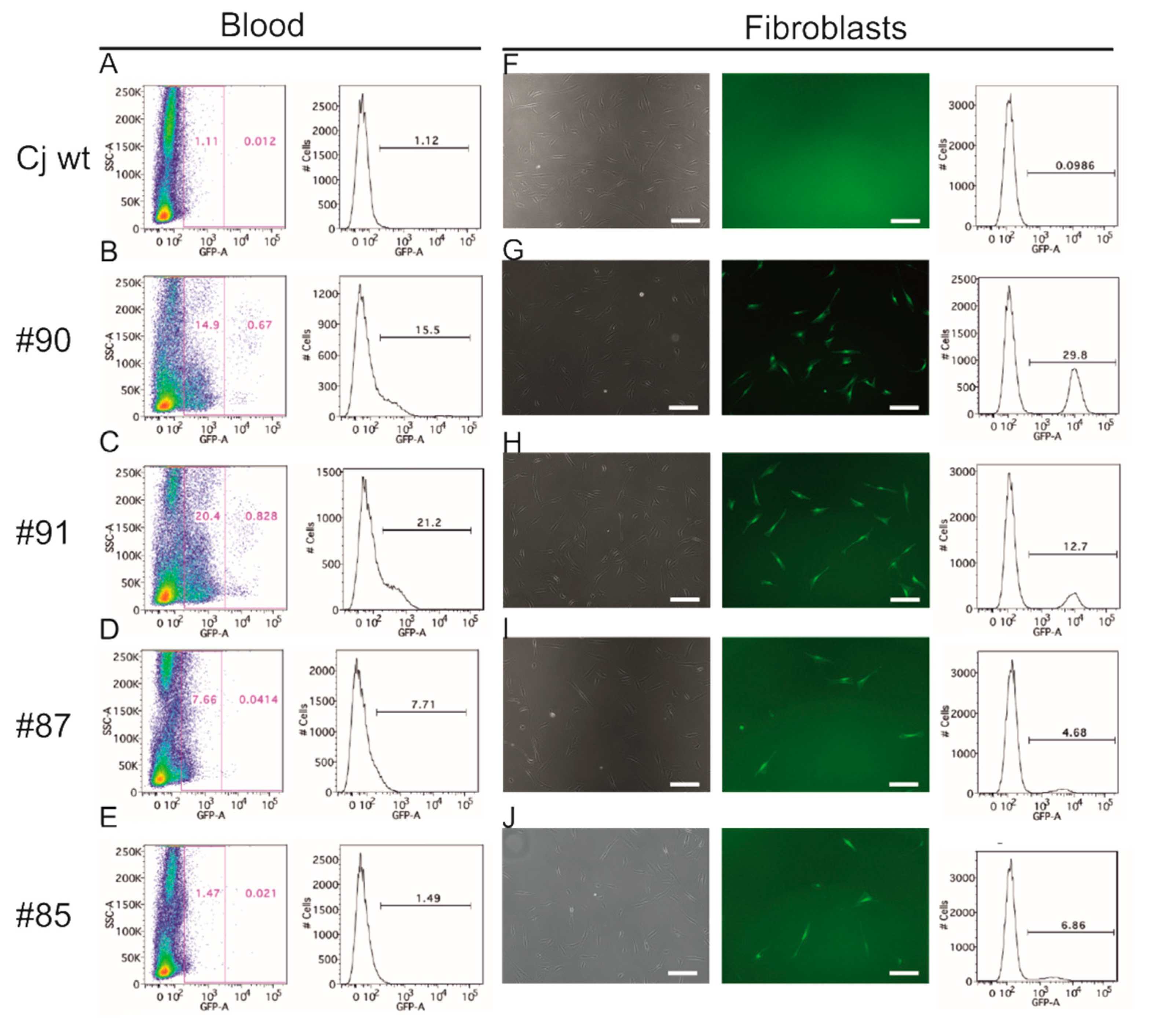 Cells 10 00505 g002