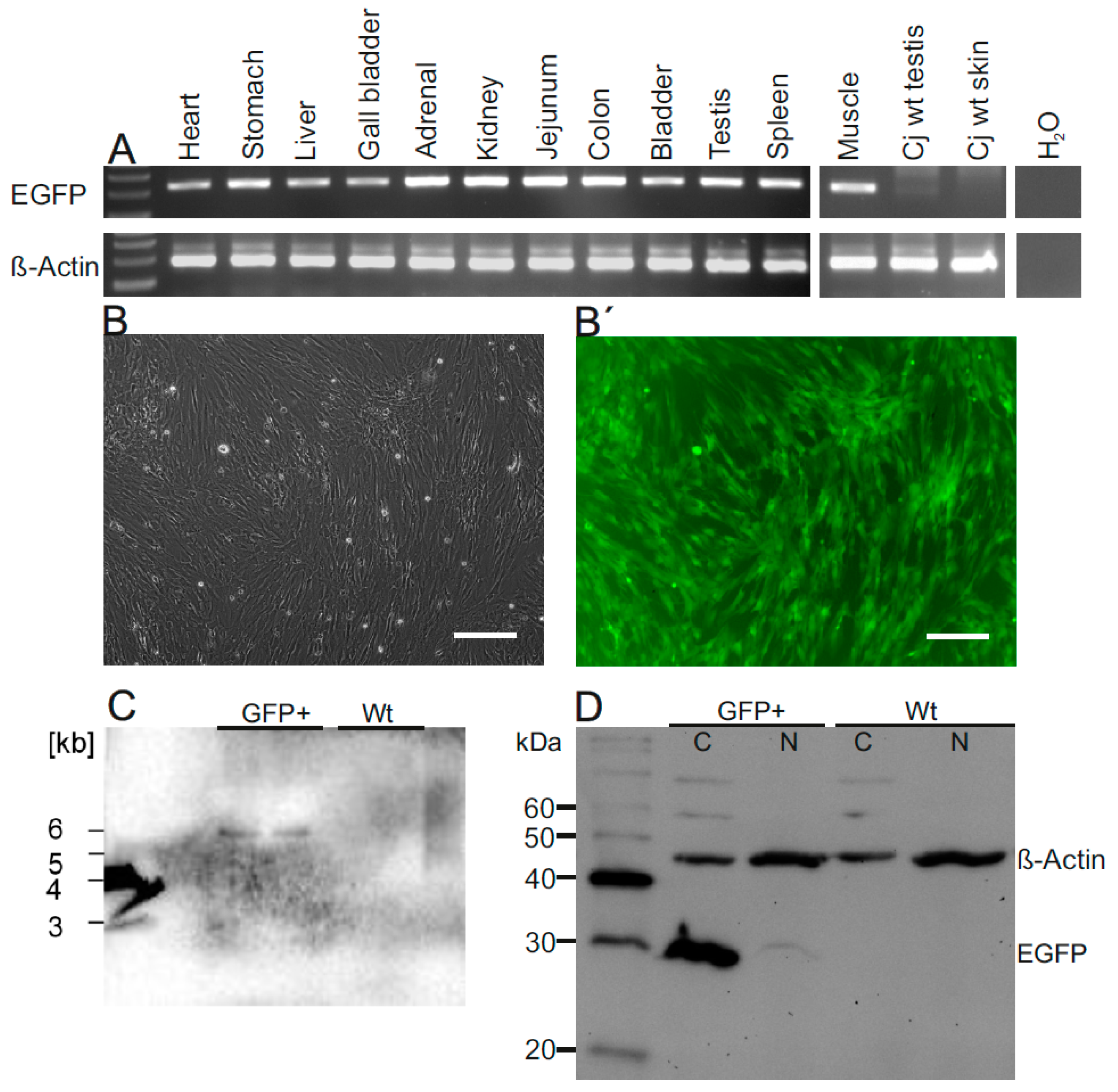 Cells 10 00505 g003