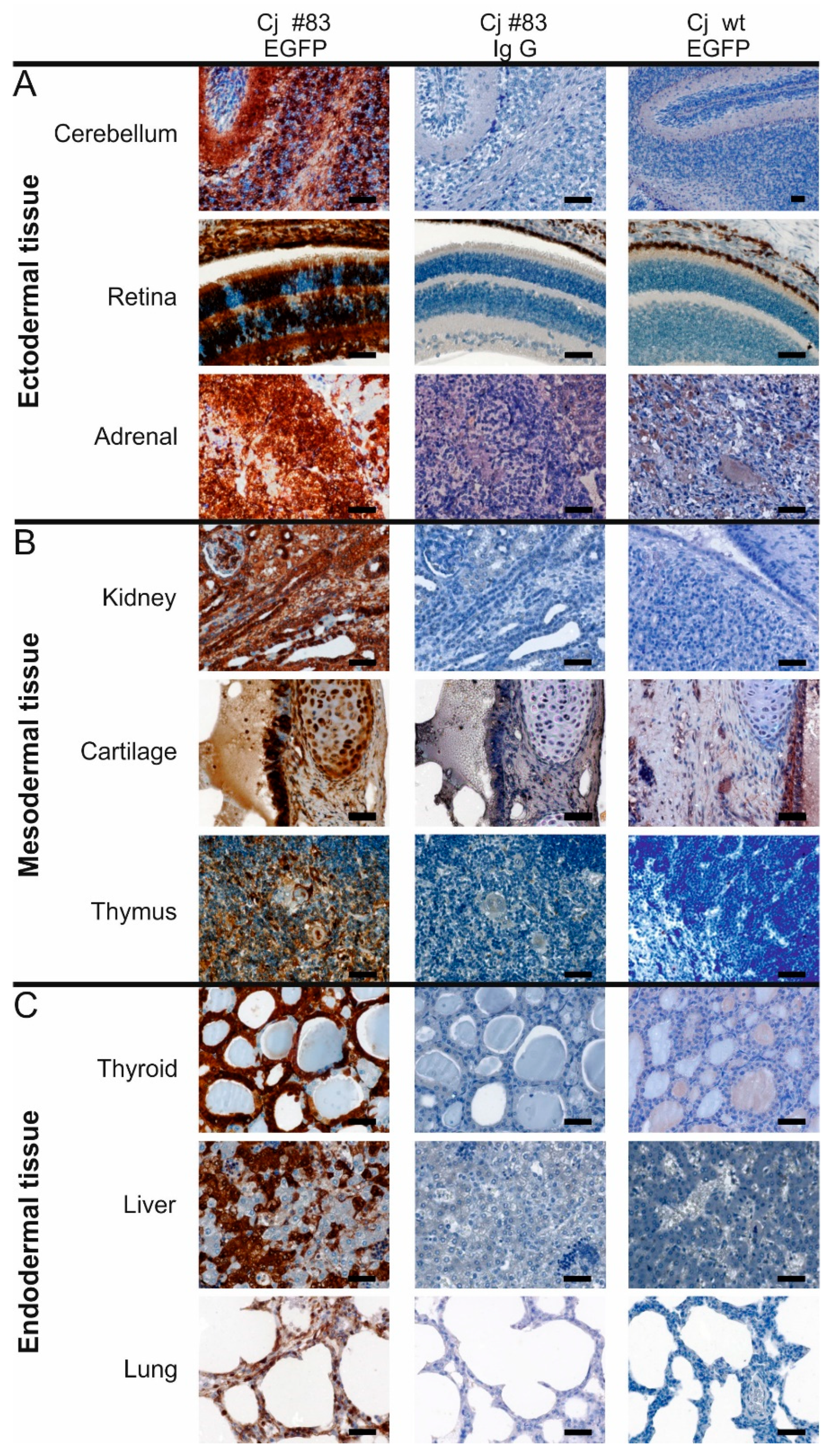 Cells 10 00505 g004