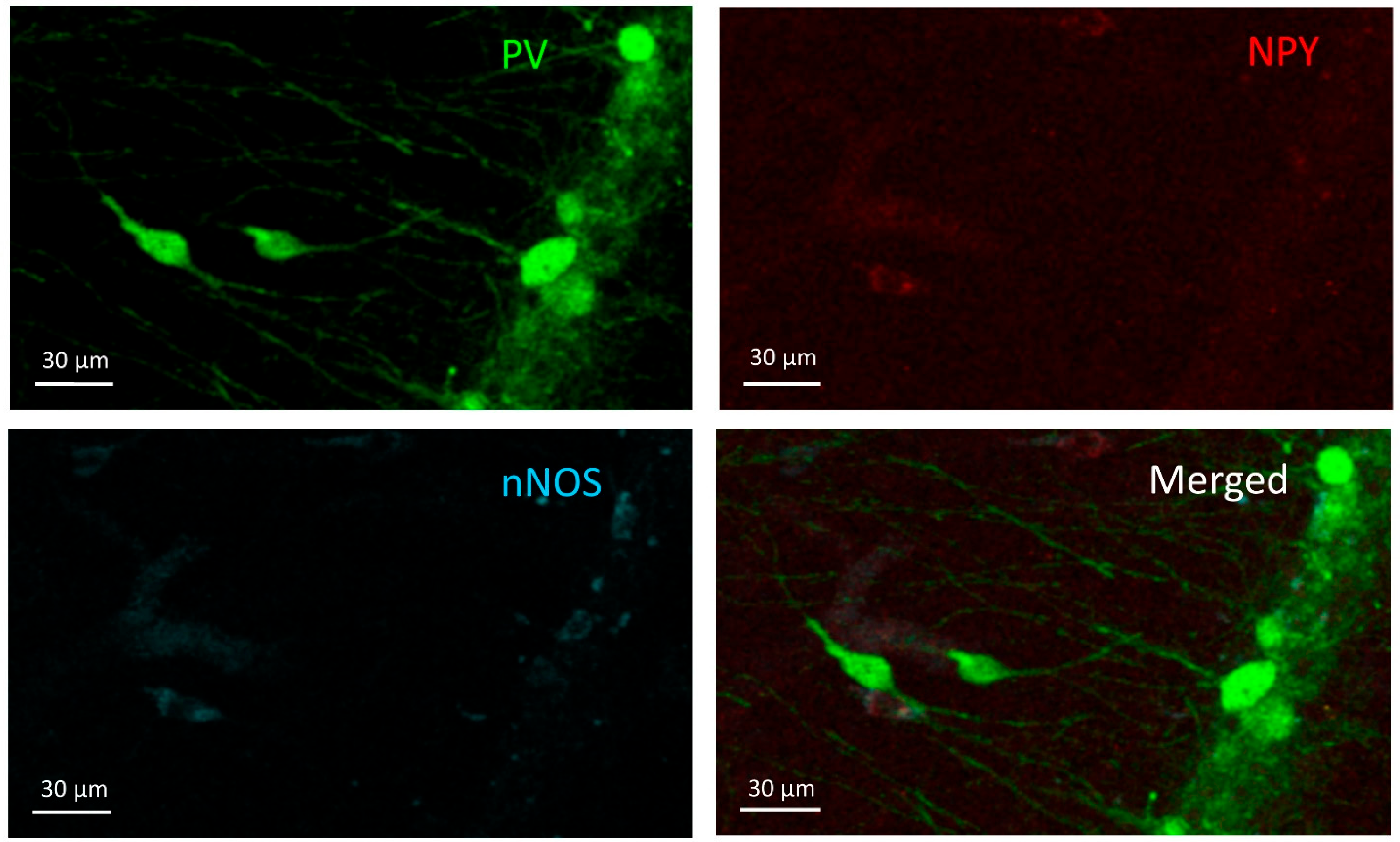 Cells 10 00520 g002 Cells 10 00520 g002