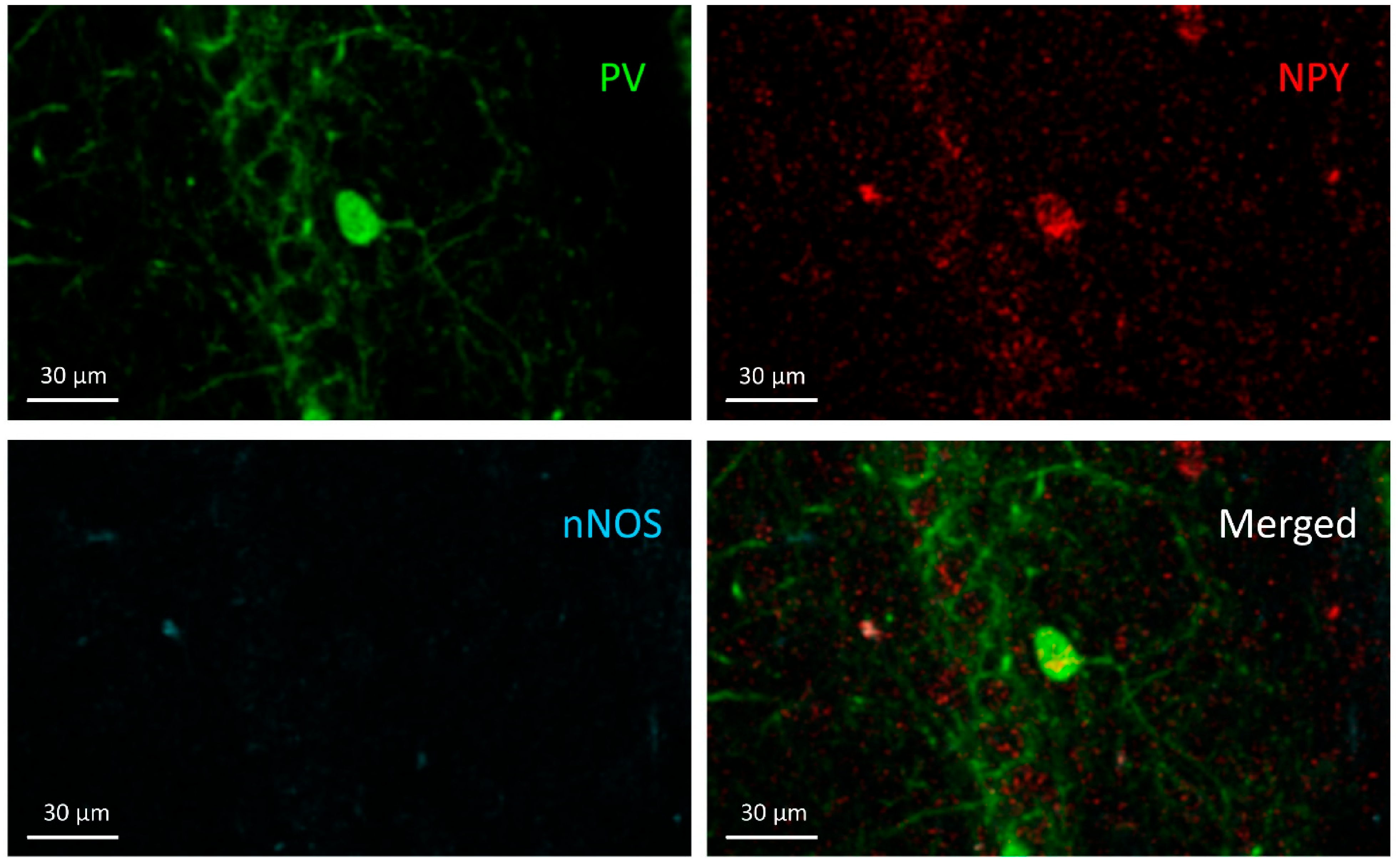 Cells 10 00520 g004 Cells 10 00520 g004