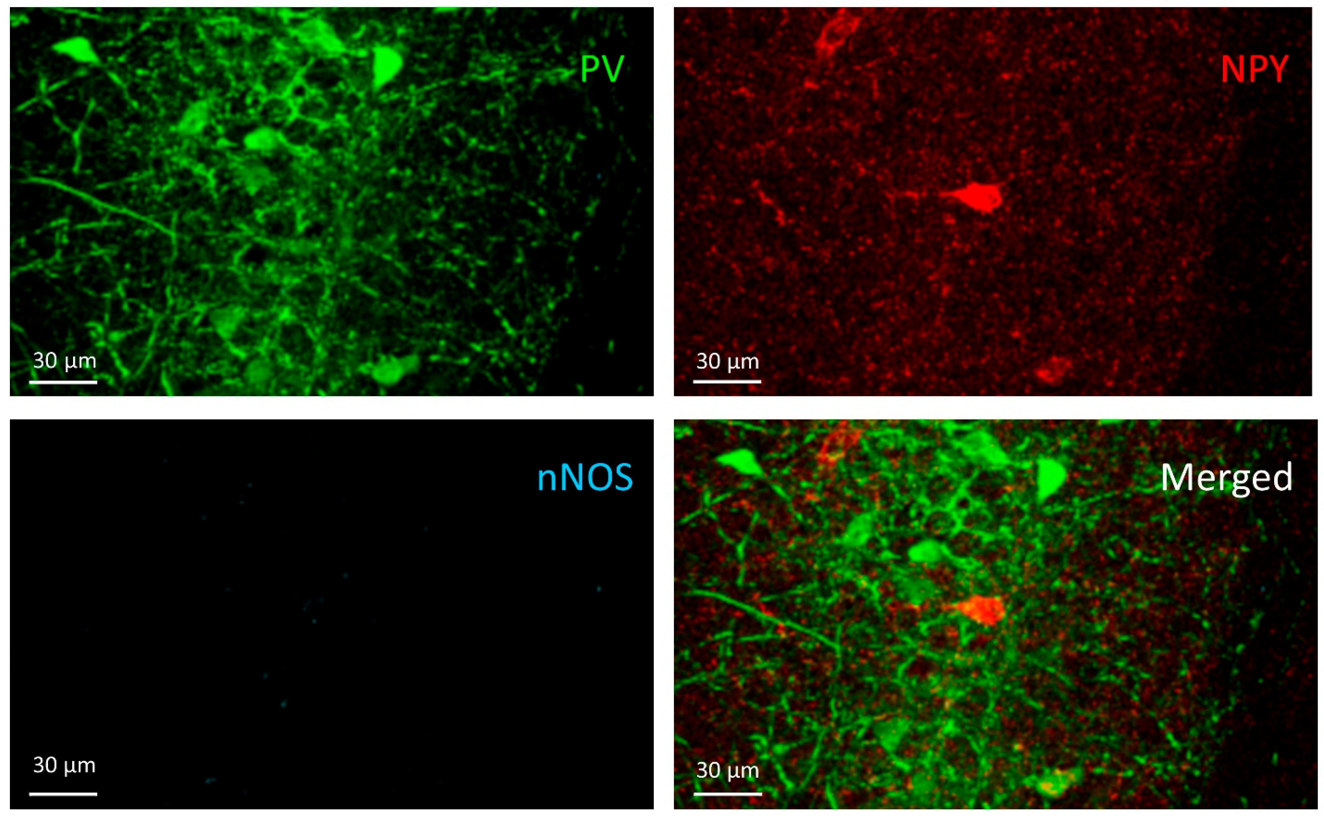 Cells 10 00520 g006 Cells 10 00520 g006