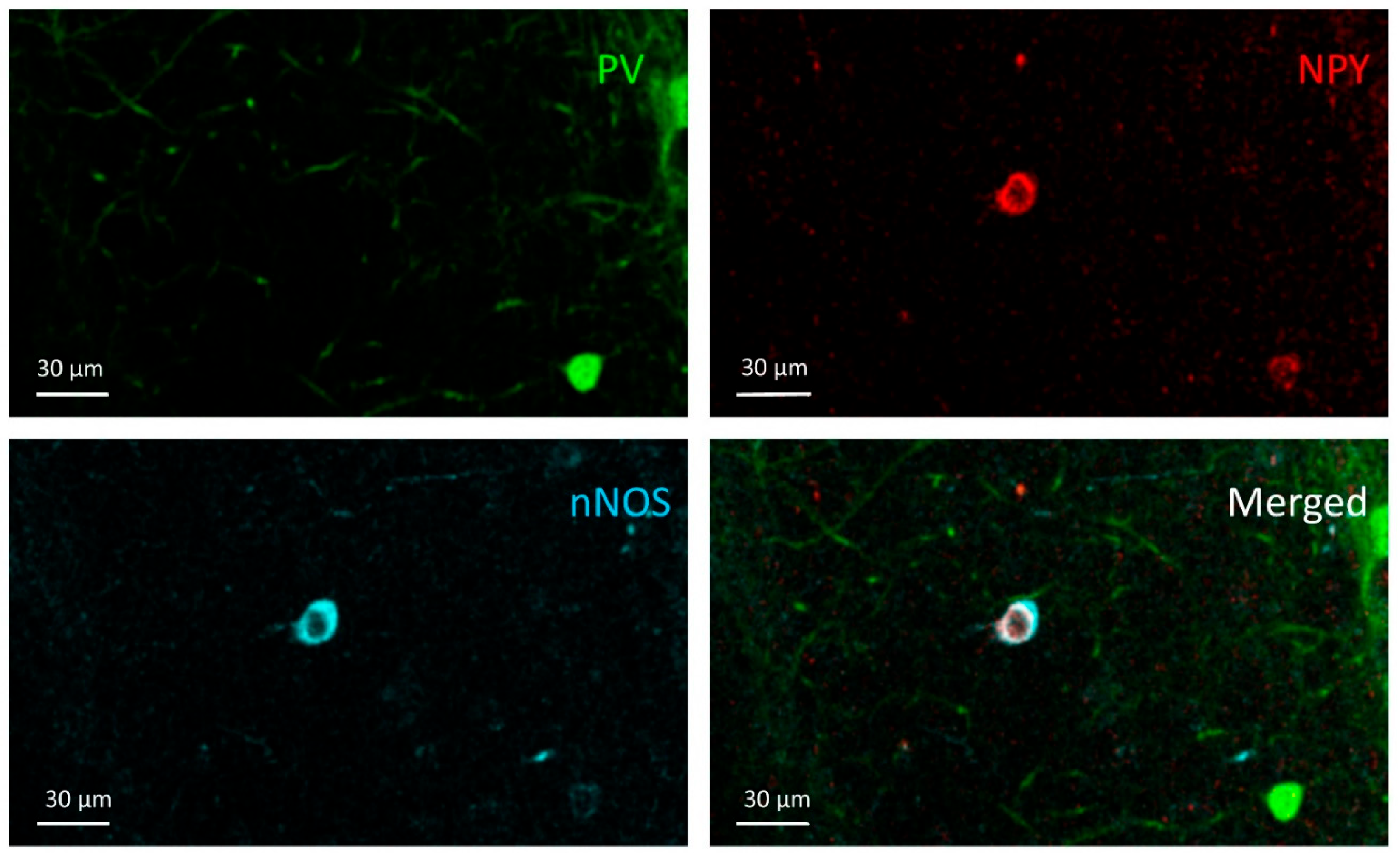 Cells 10 00520 g008 Cells 10 00520 g008