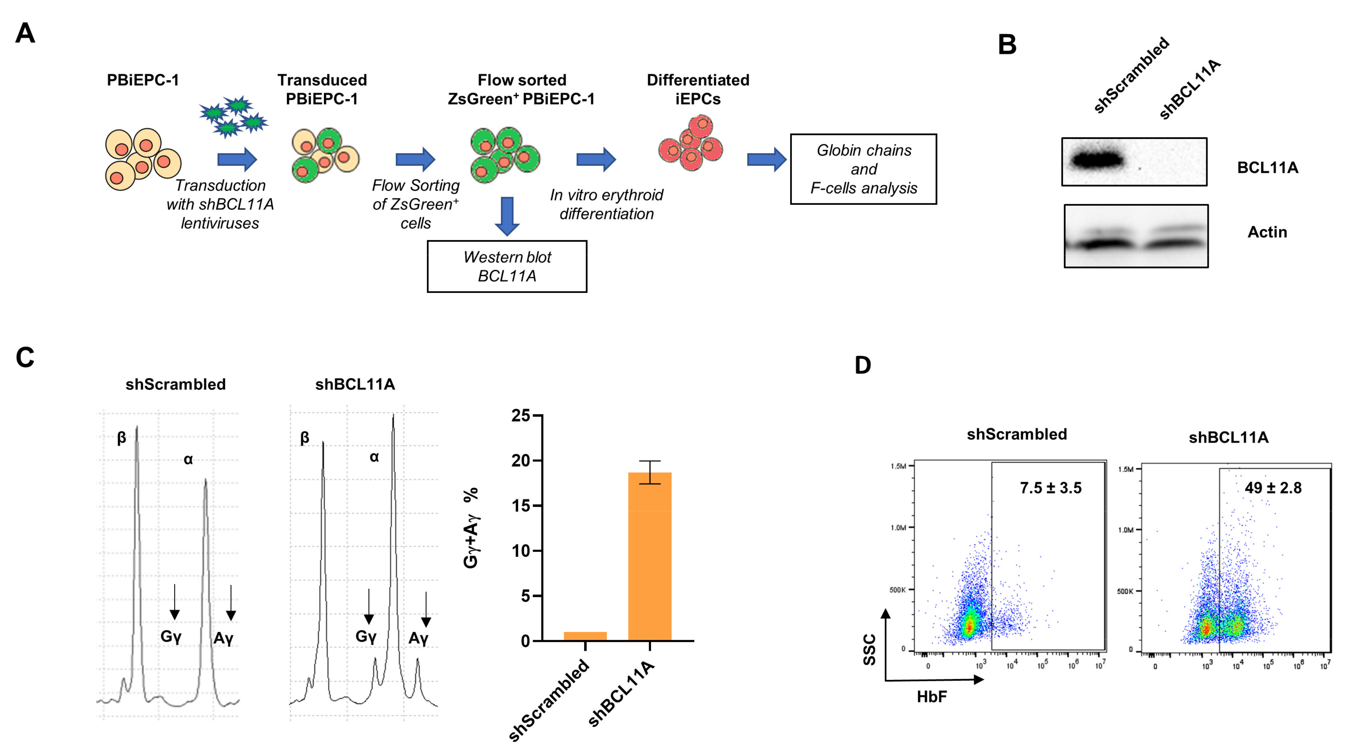 Cells 10 00523 g004 Cells 10 00523 g004