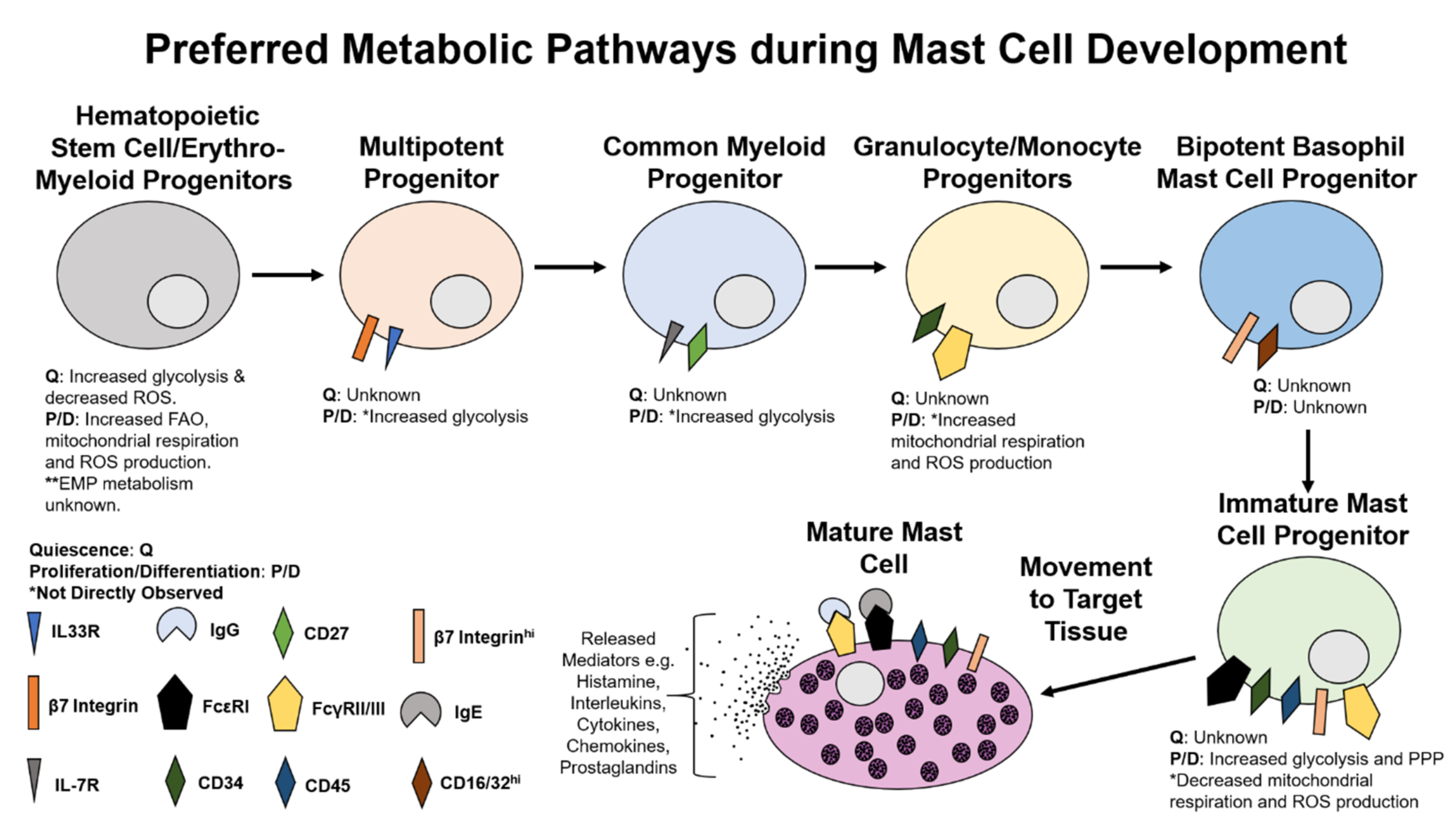 The Role of Histamine and Mast Cells in PMS and PMDD