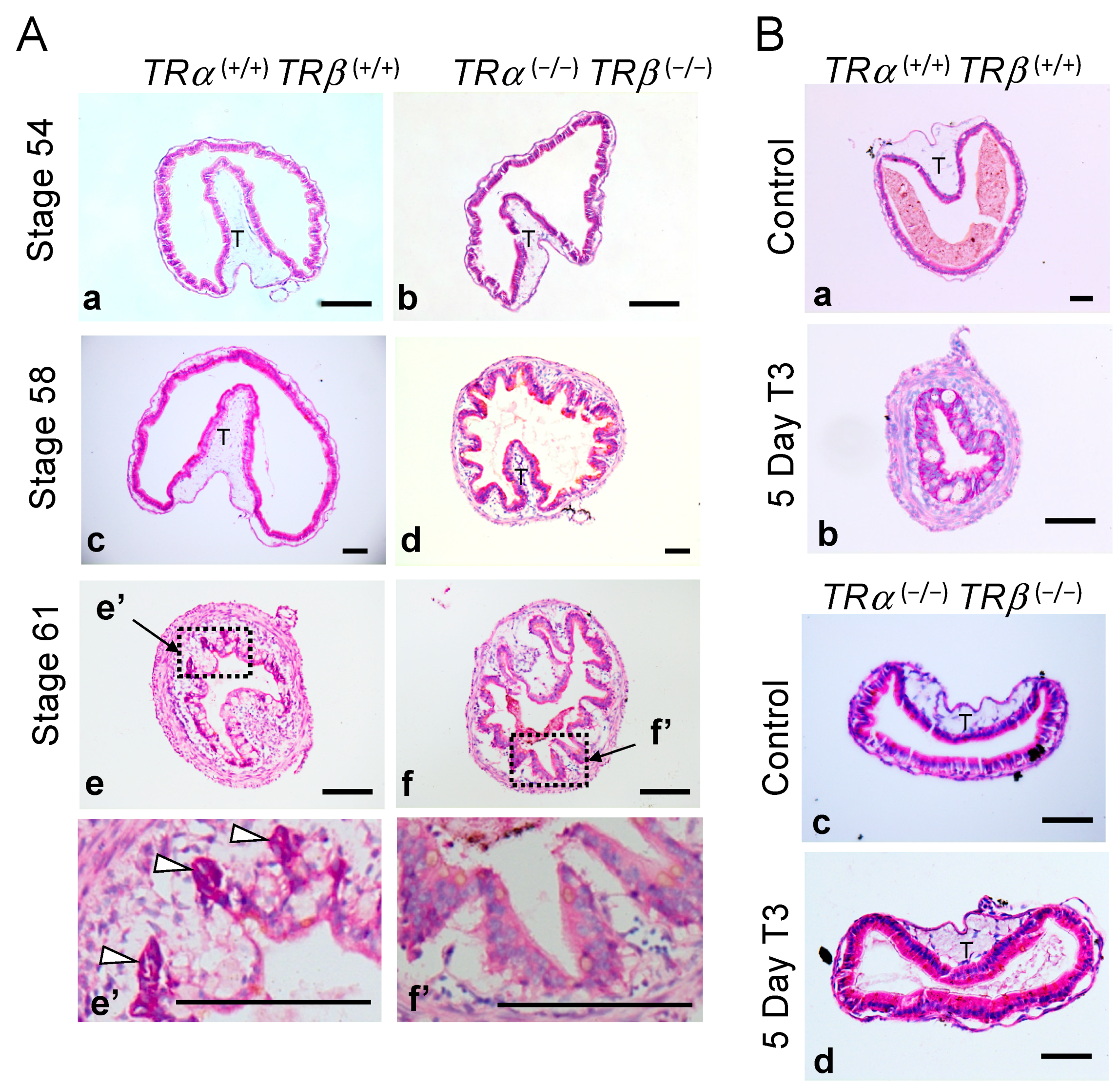 Cells 10 00536 g002 Cells 10 00536 g002