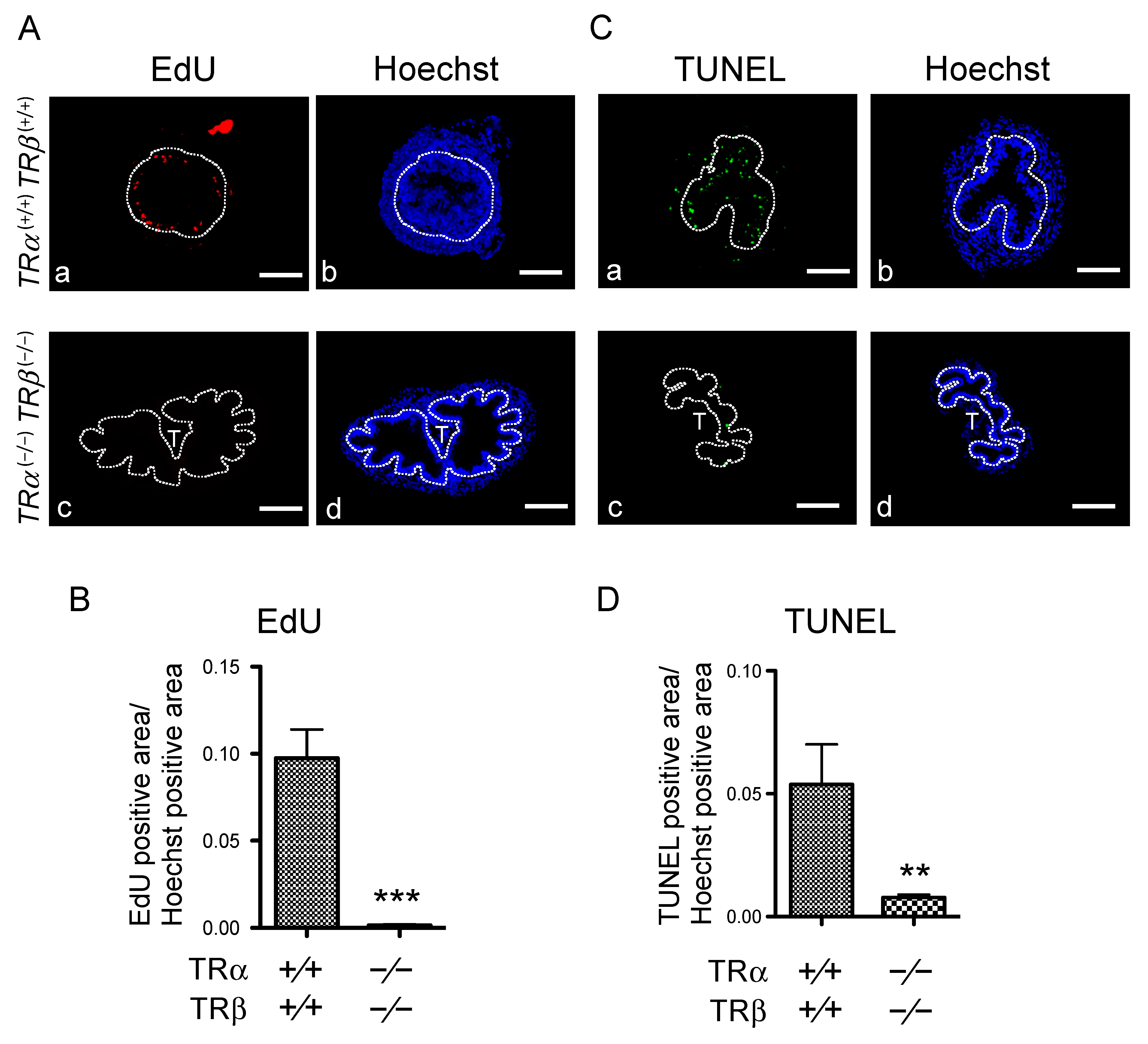 Cells 10 00536 g003 Cells 10 00536 g003