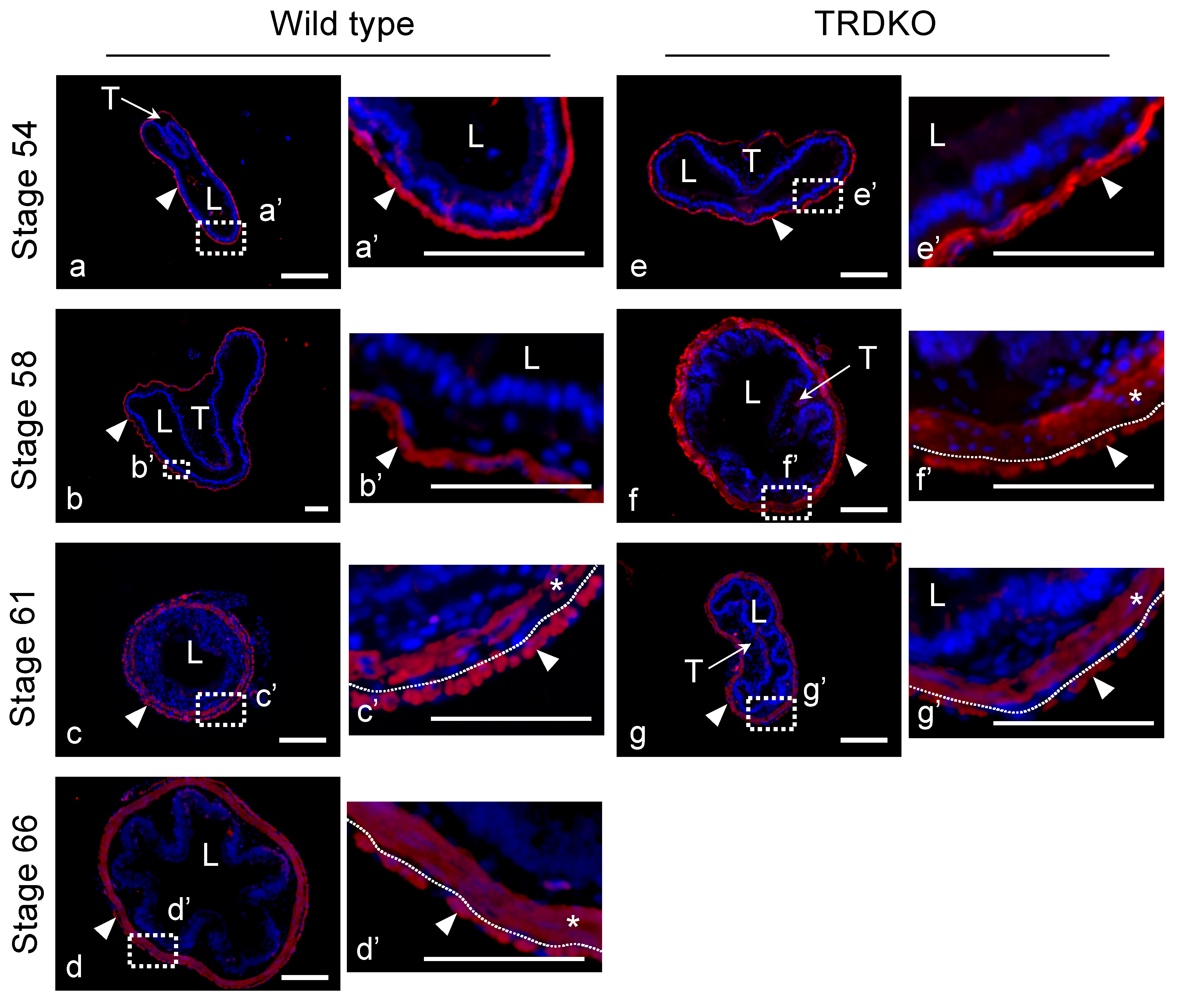 Cells 10 00536 g004 Cells 10 00536 g004