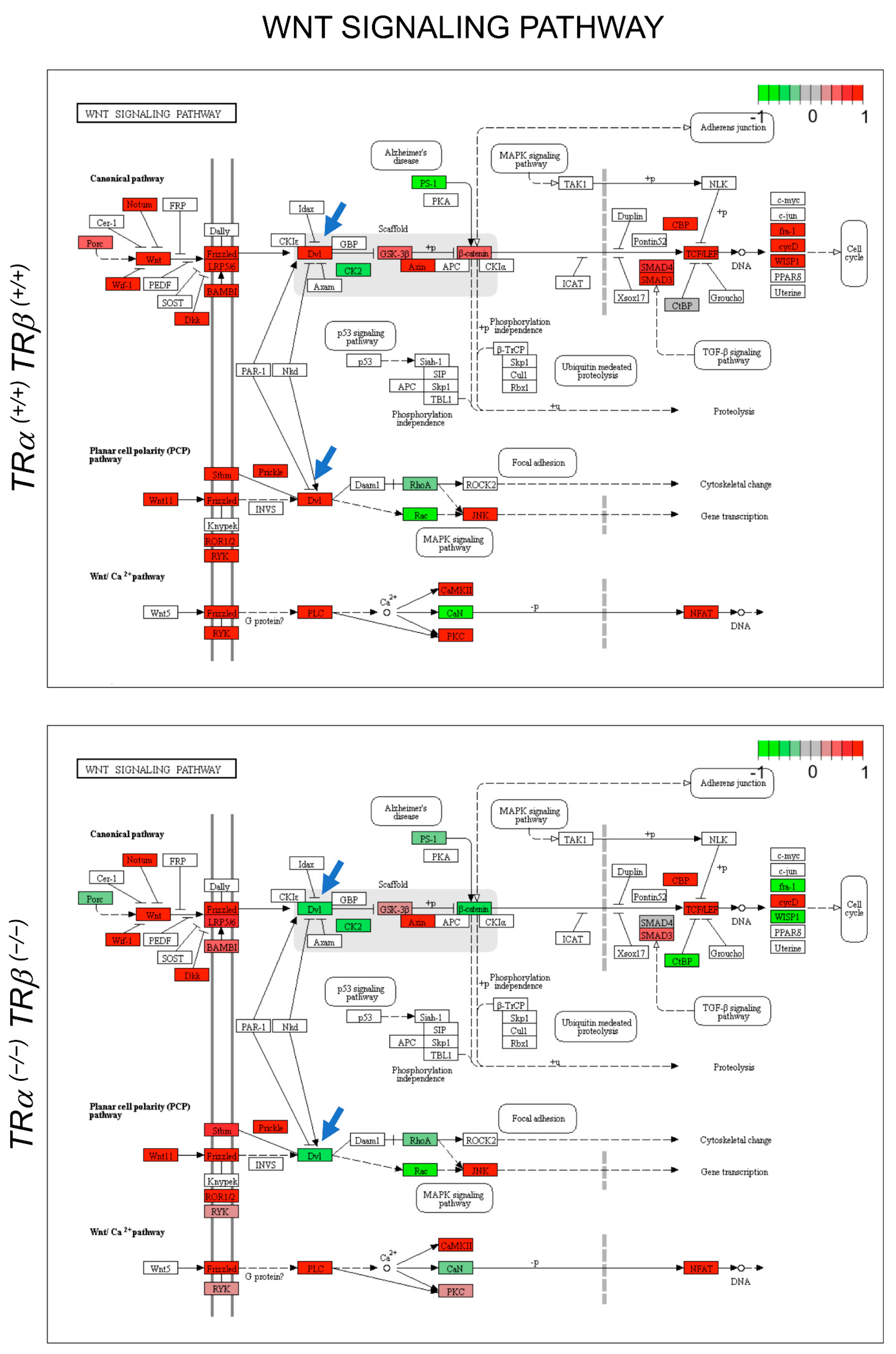 Cells 10 00536 g007 Cells 10 00536 g007
