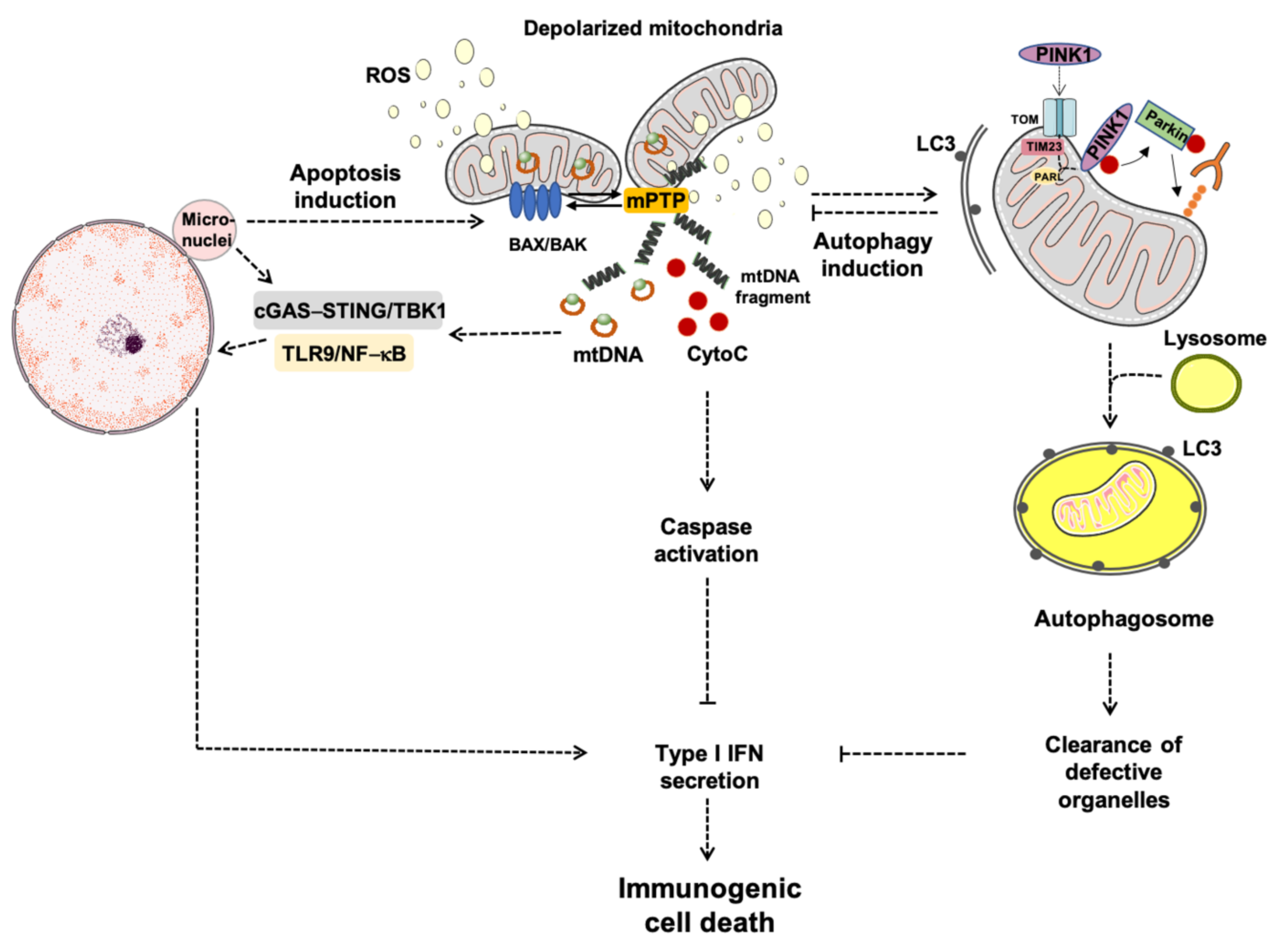 Cell Death and Inflammation The Role of Biology Diagrams